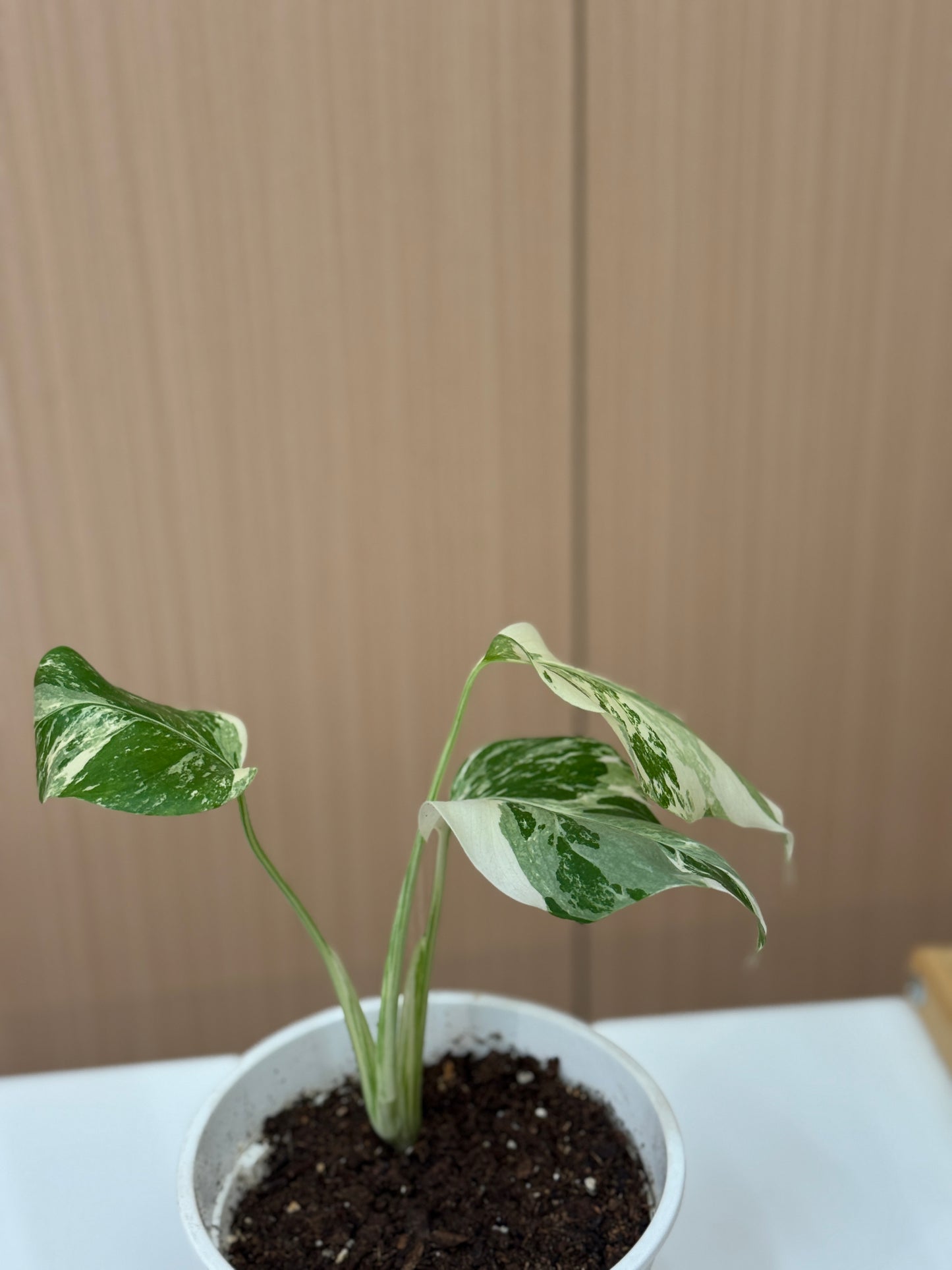 Monstera Albo