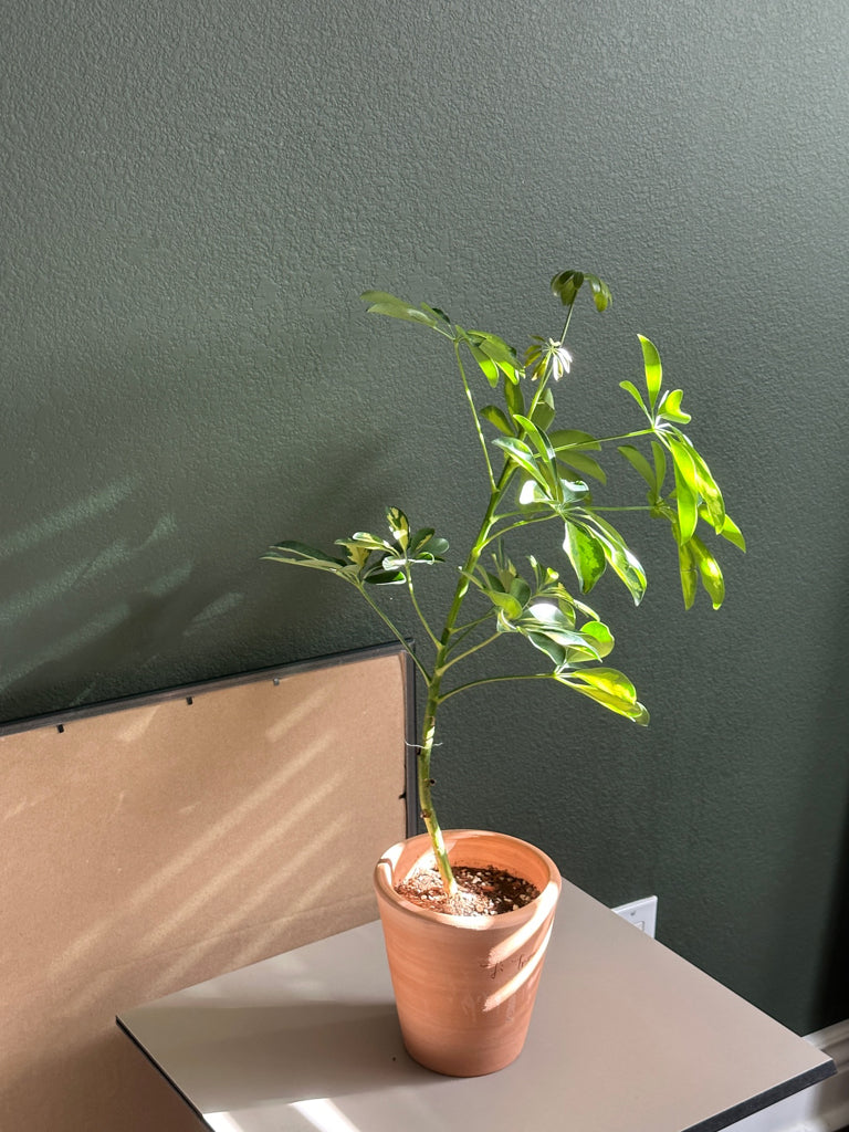 Schefflera Arboricola Variegata in TiTree terracotta pot