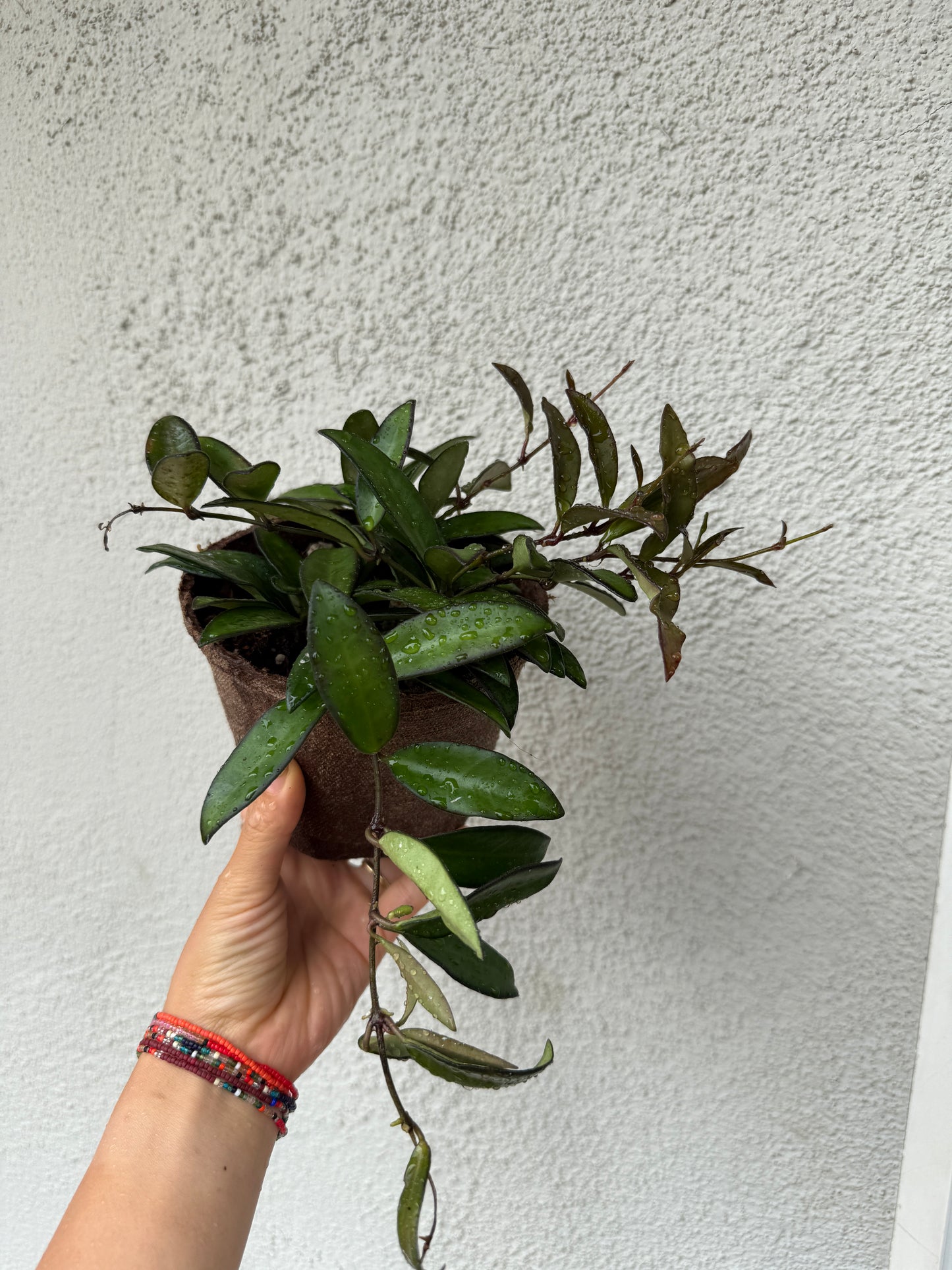 Hoya Wayetii - wax plant