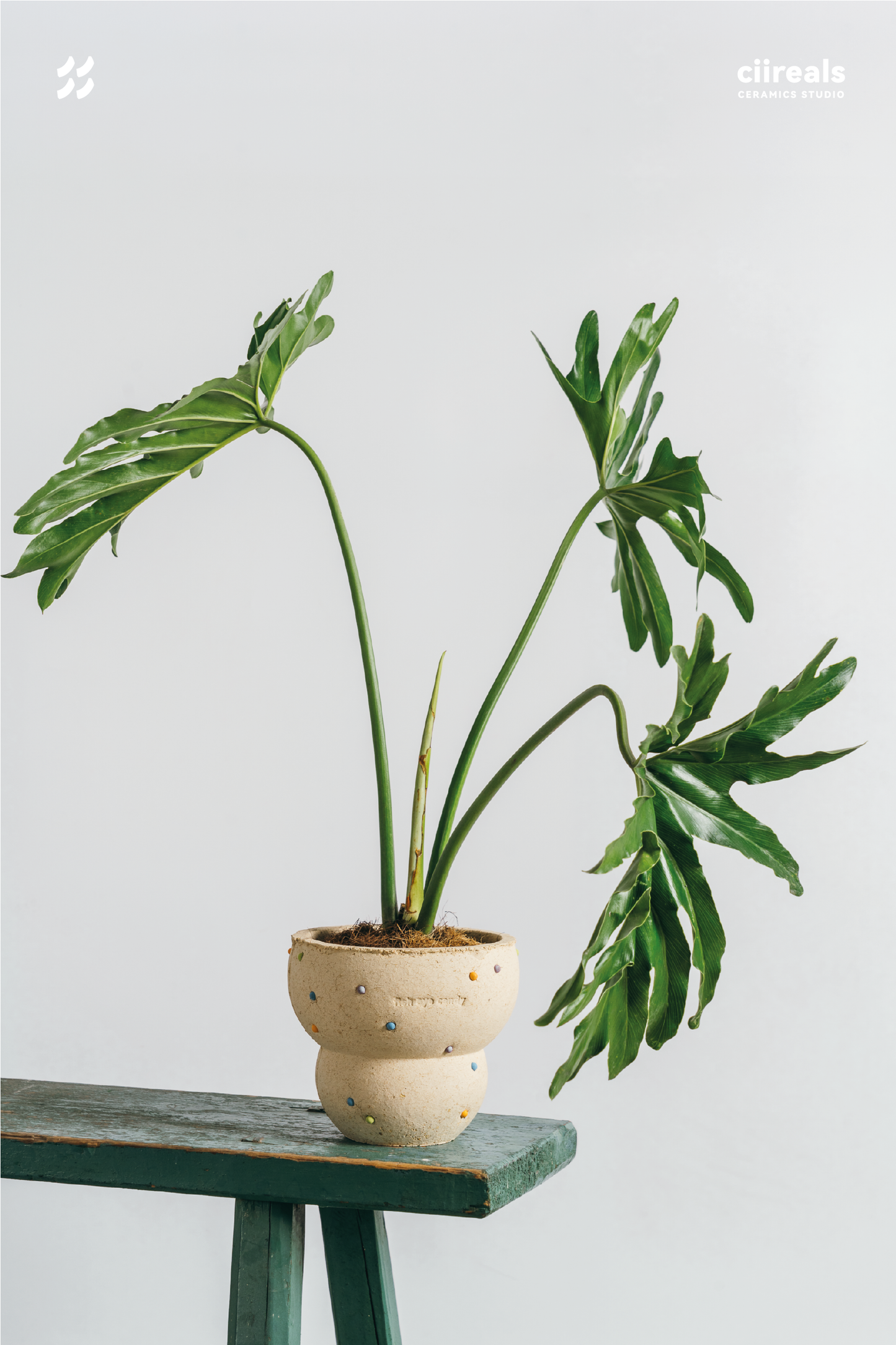 Fish Eye Candy" Pot (with Saucer)