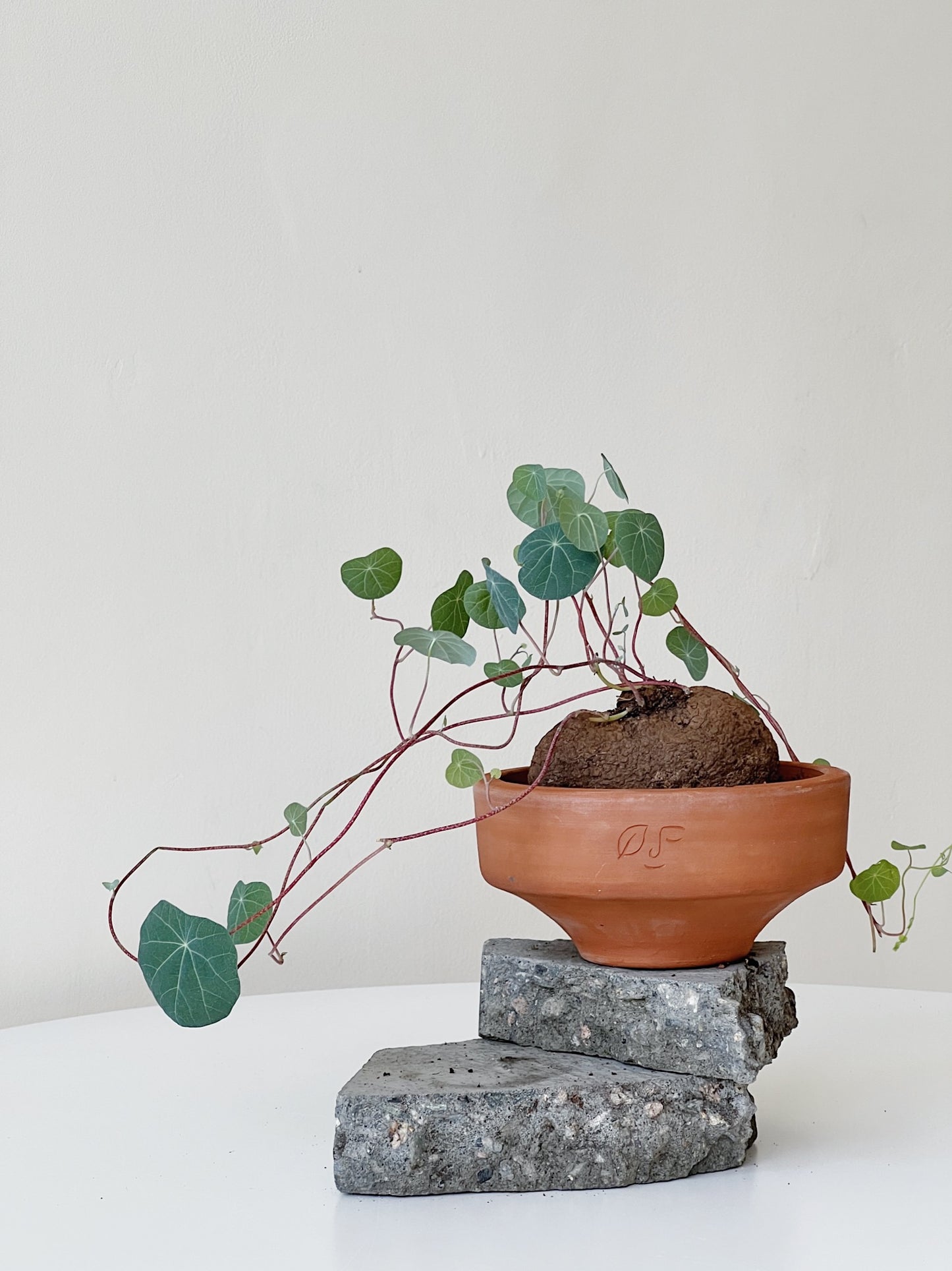 Stephania Yunnanensis in Ti Tree clay pots