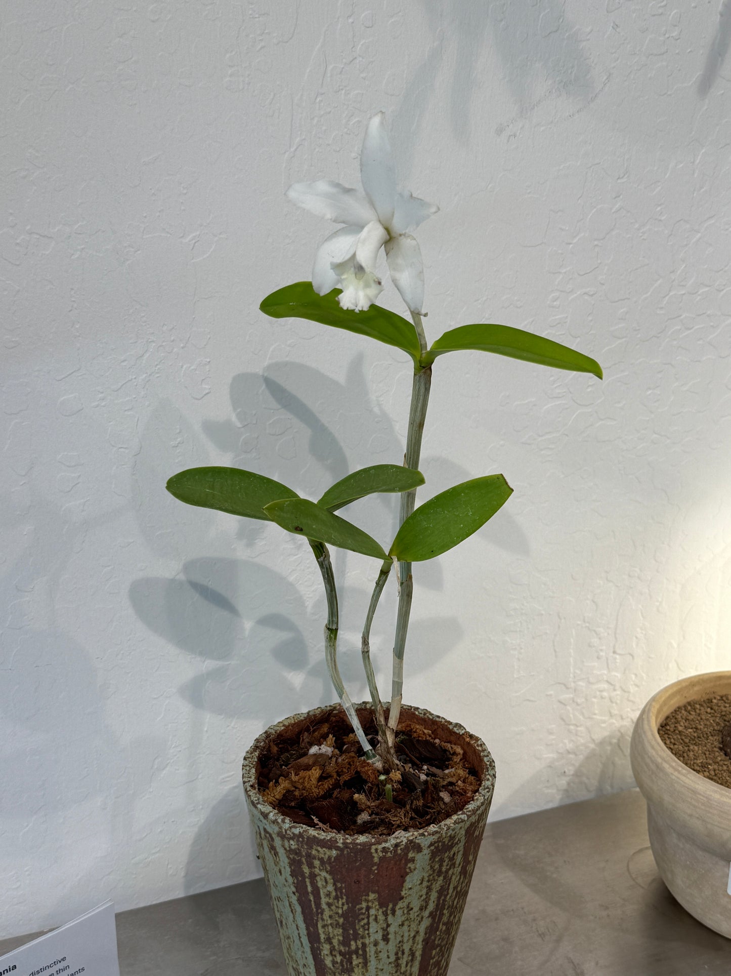 Cattleya sp. Composition