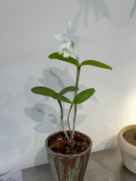 Cattleya sp. Composition