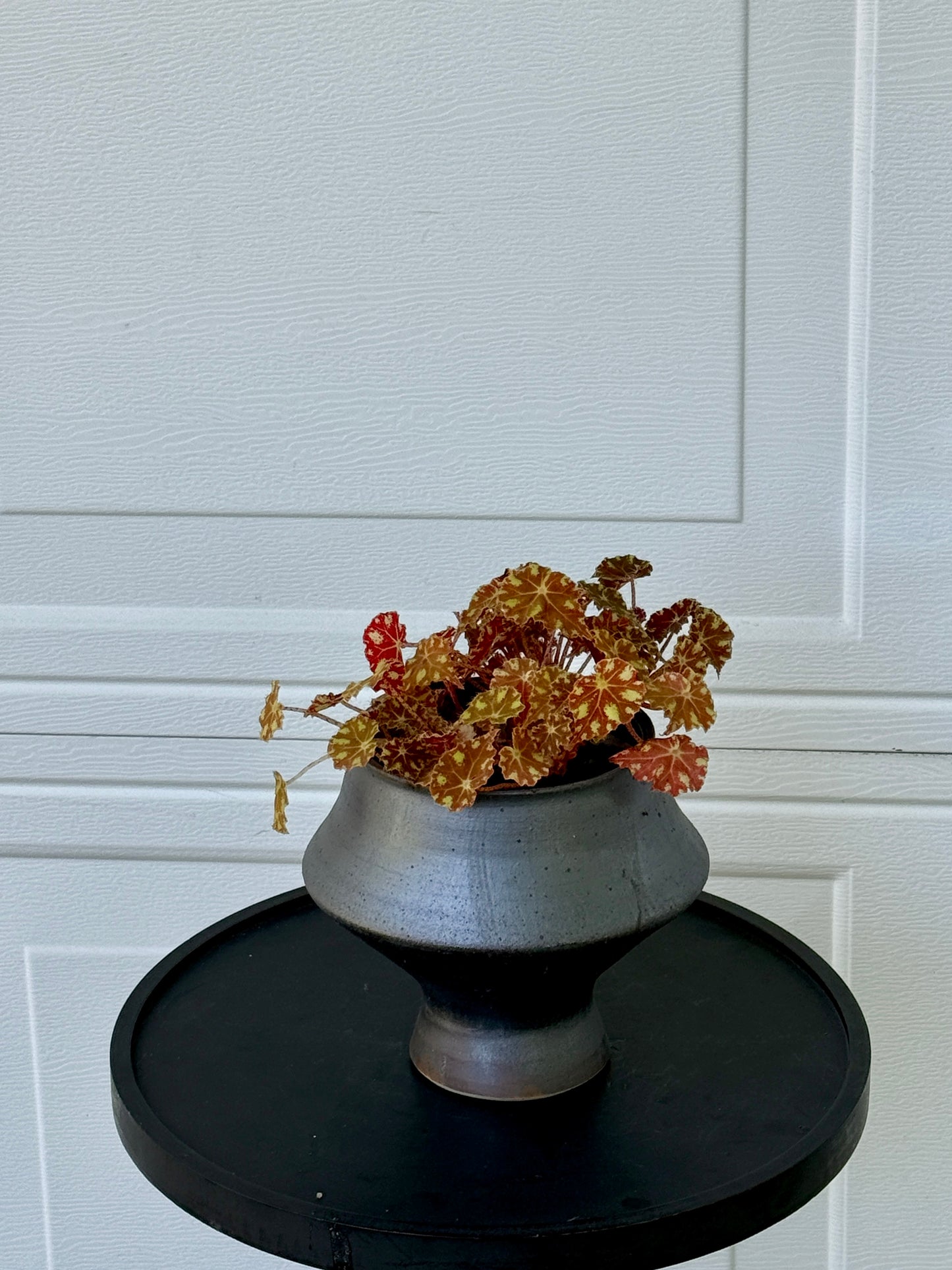 Begonia bowerae Composition