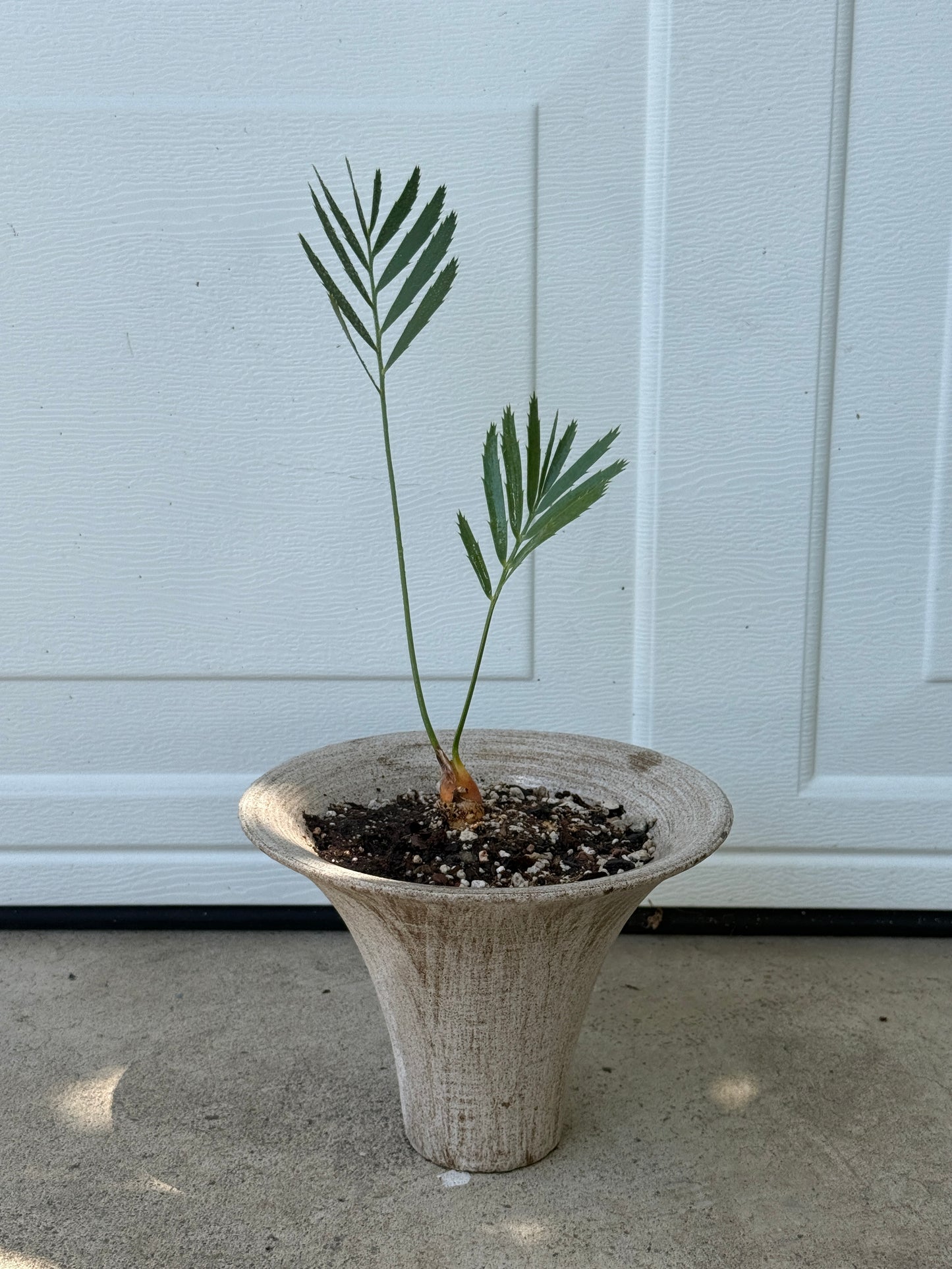 Encephalartos sp. Cycad Composition