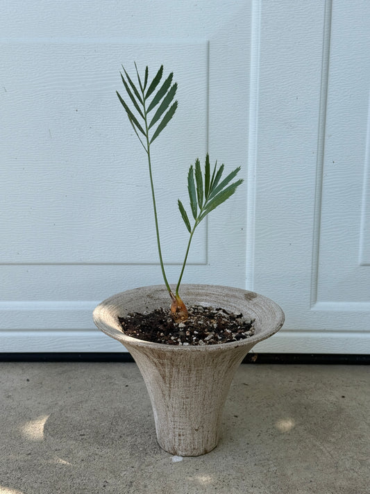 Encephalartos sp. Cycad Composition