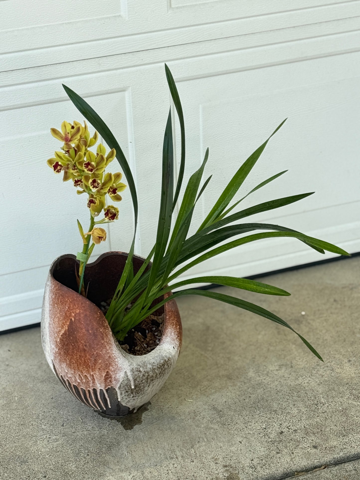 Cymbidium Hybrid Composition