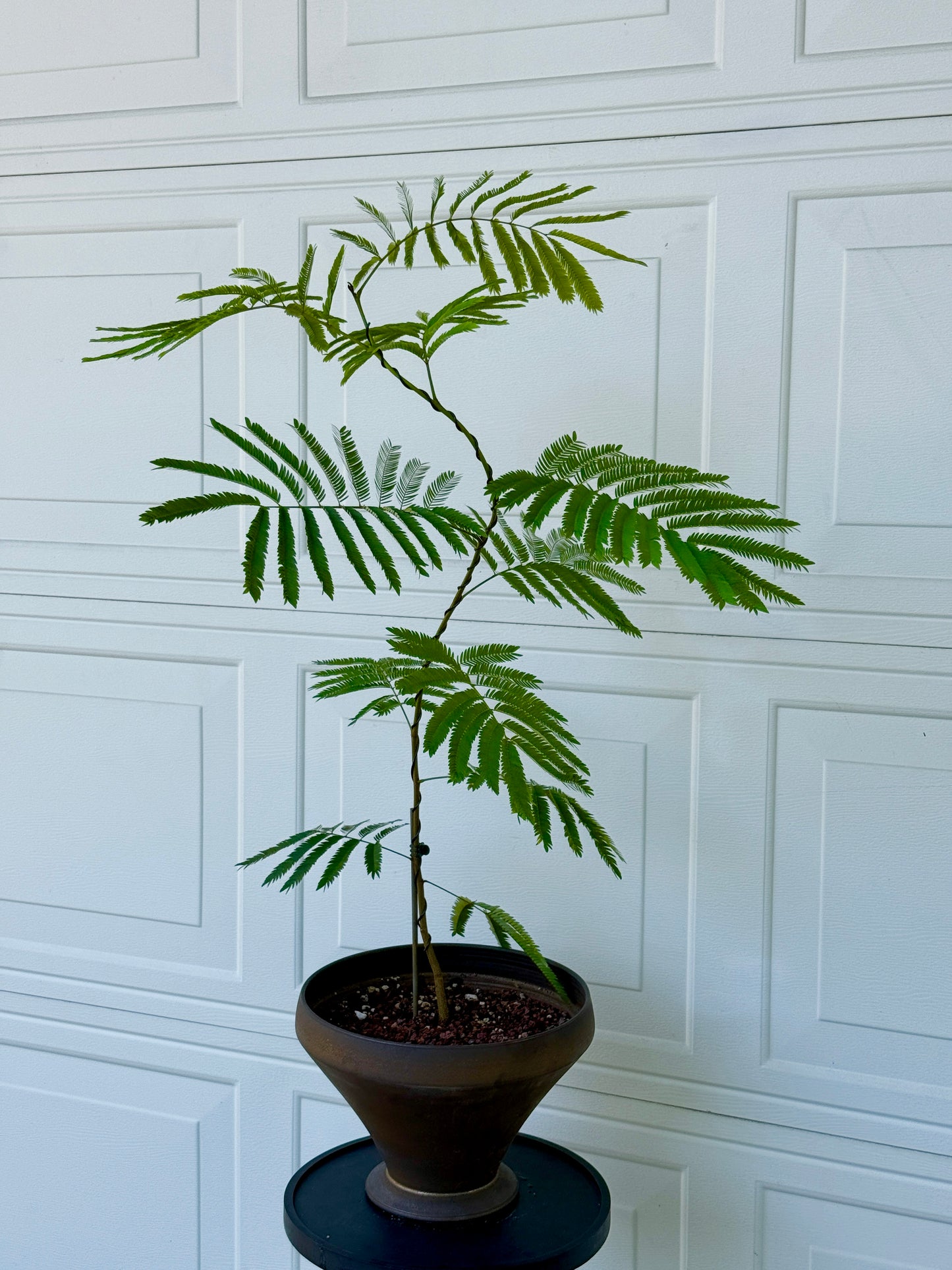 Ever Fresh Tree Composition