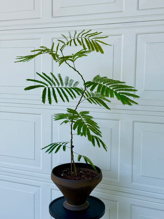 Ever Fresh Tree Composition