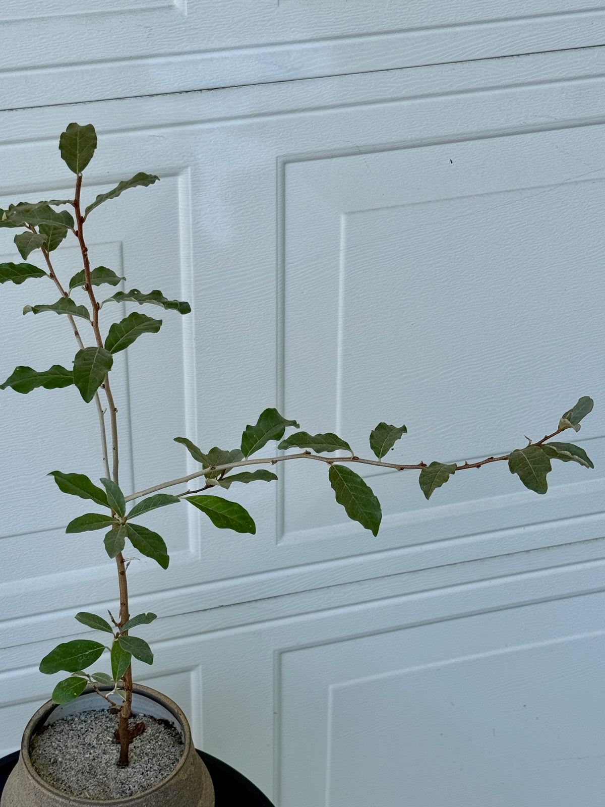 Silver Berry Composition