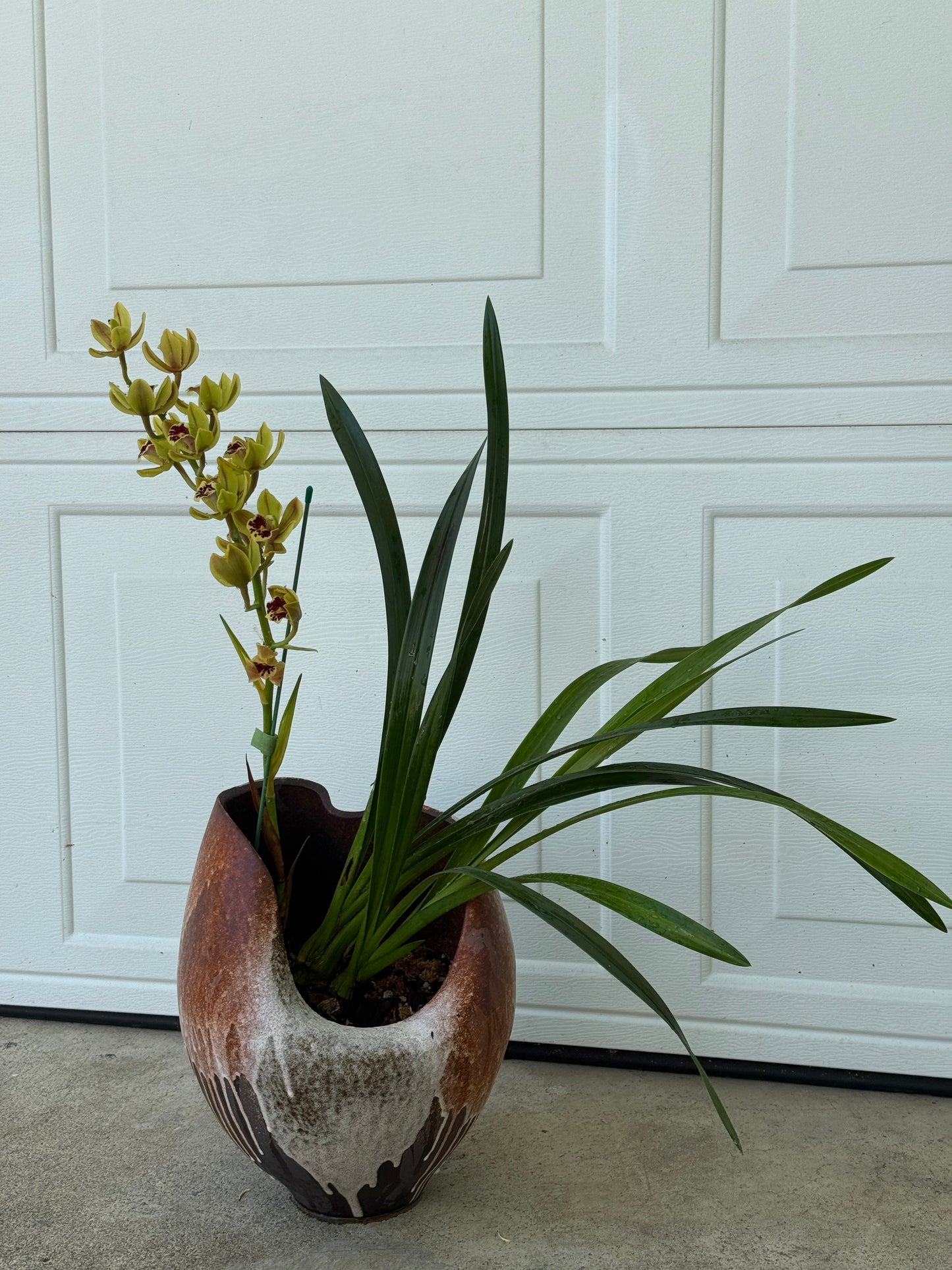 Cymbidium Hybrid Composition