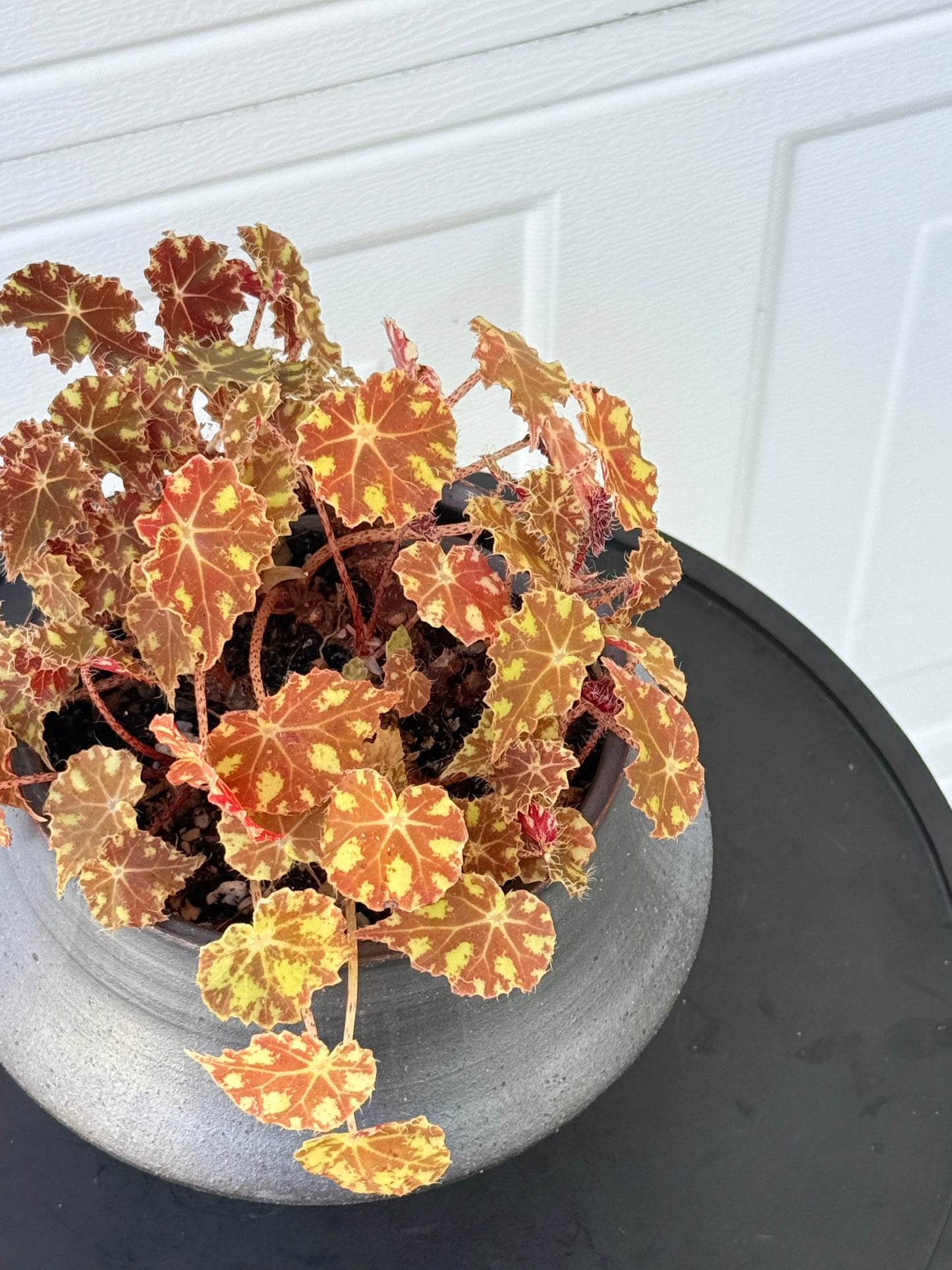 Begonia bowerae Composition