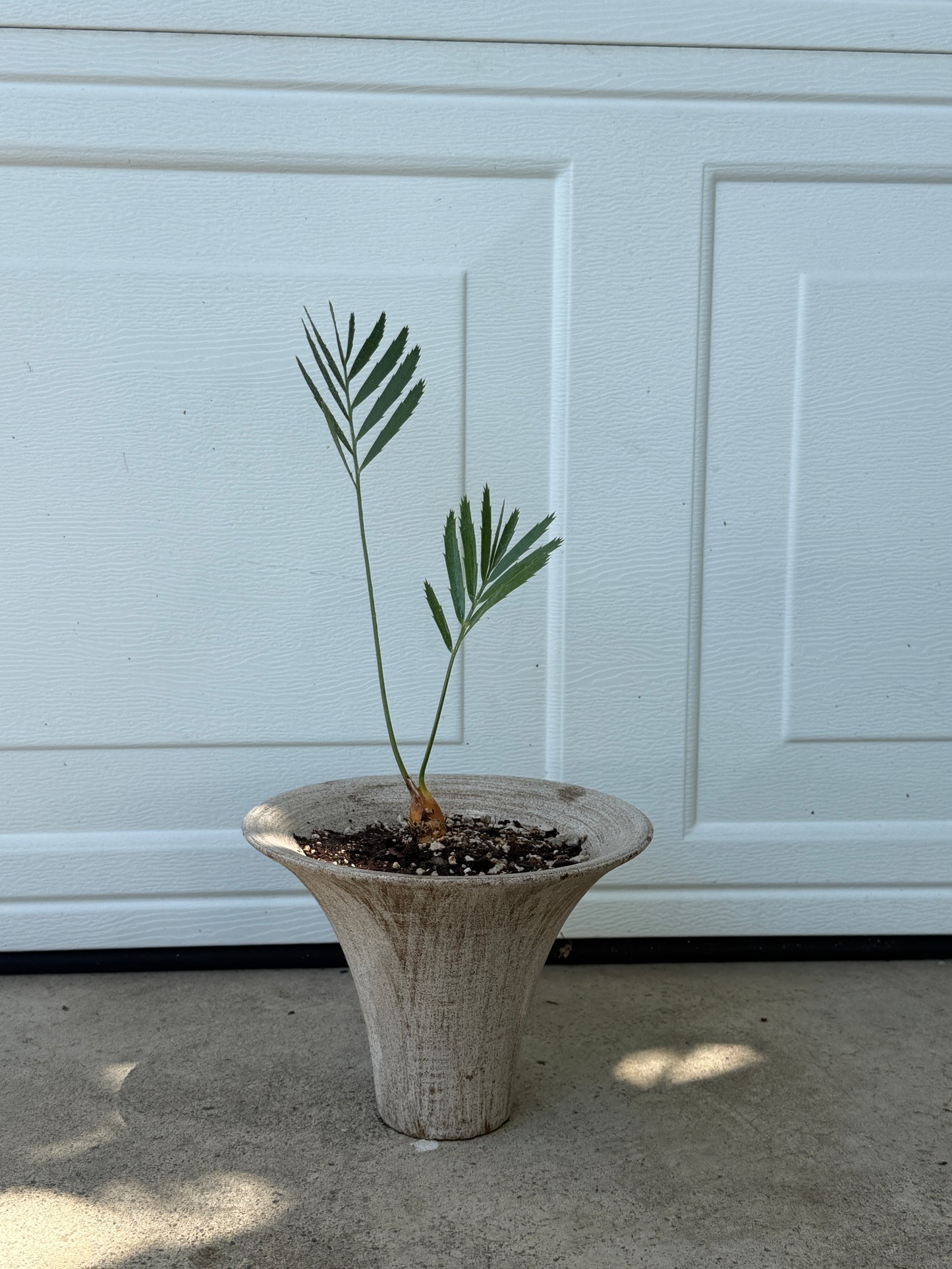 Encephalartos sp. Cycad Composition