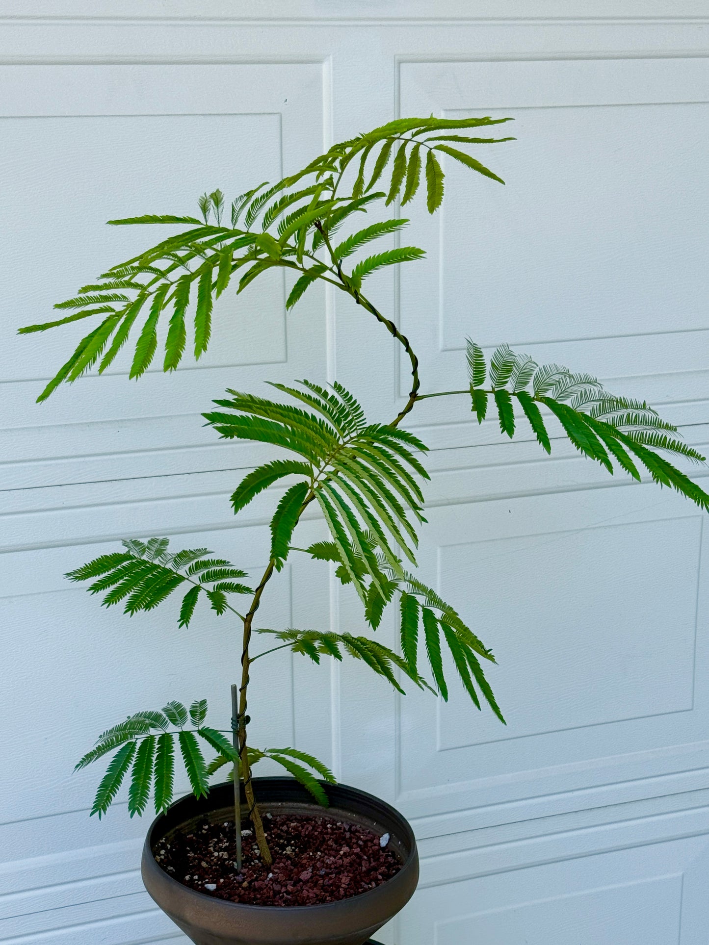 Ever Fresh Tree Composition