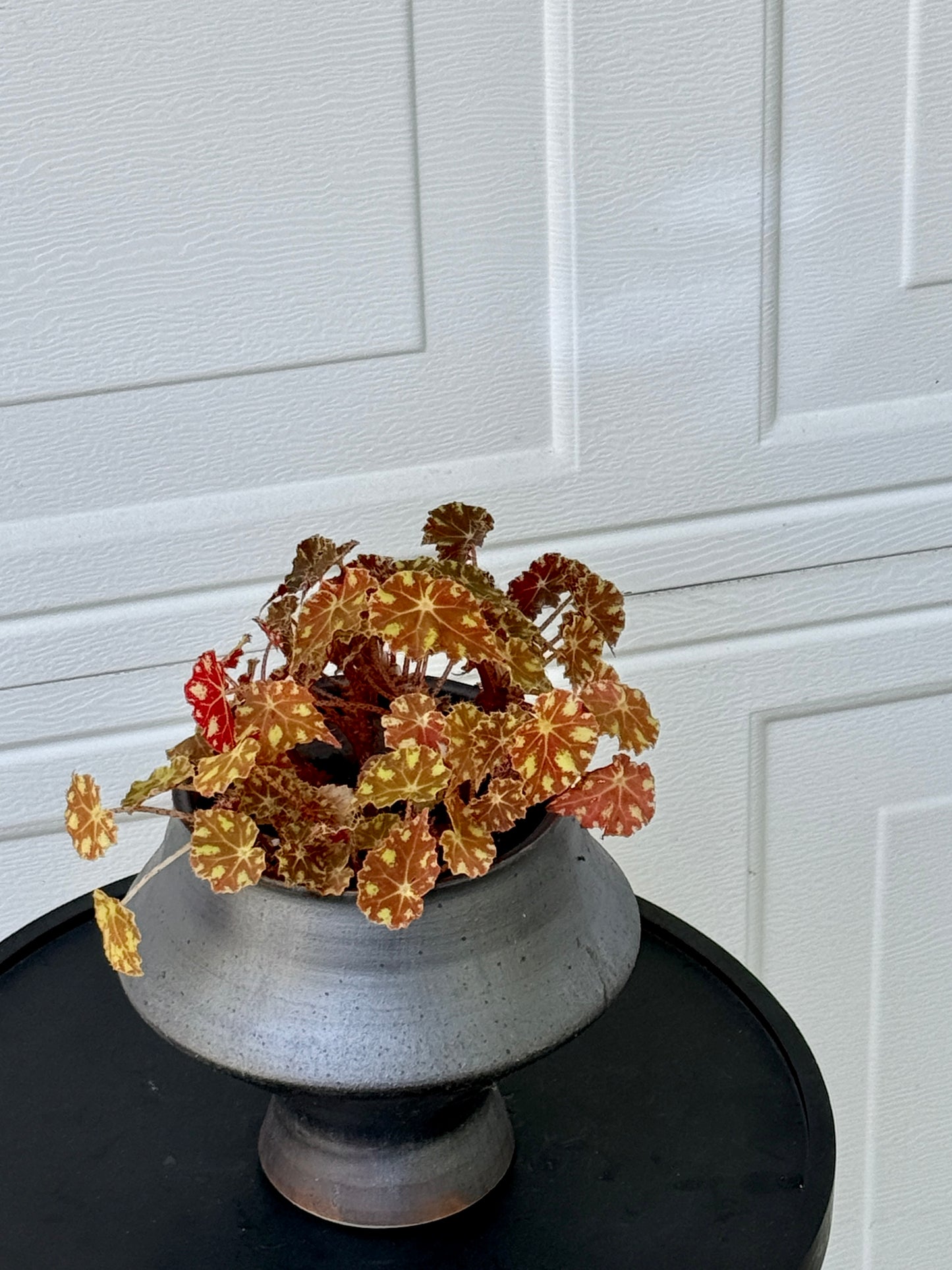 Begonia bowerae Composition