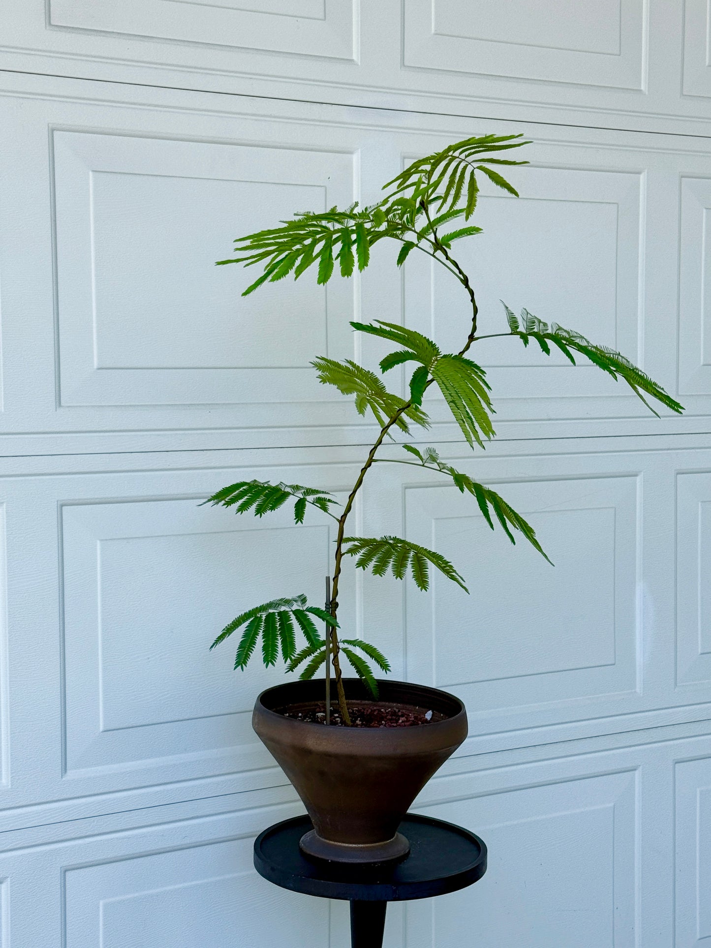 Ever Fresh Tree Composition