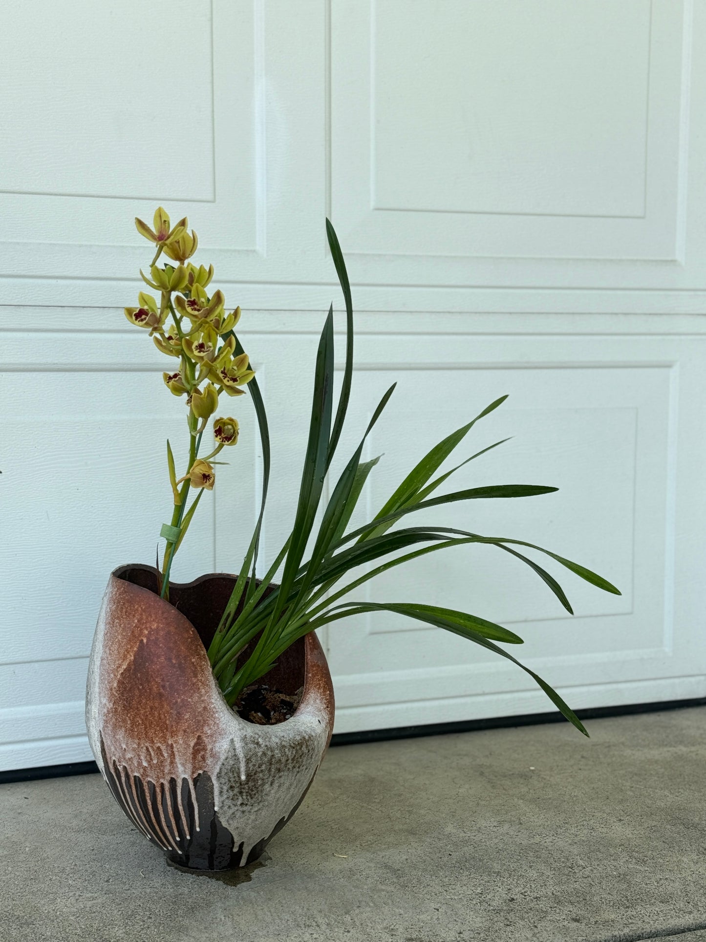Cymbidium Hybrid Composition