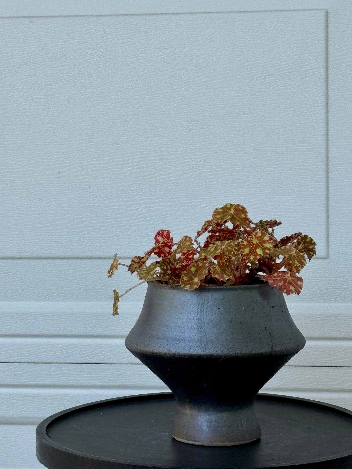 Begonia bowerae Composition