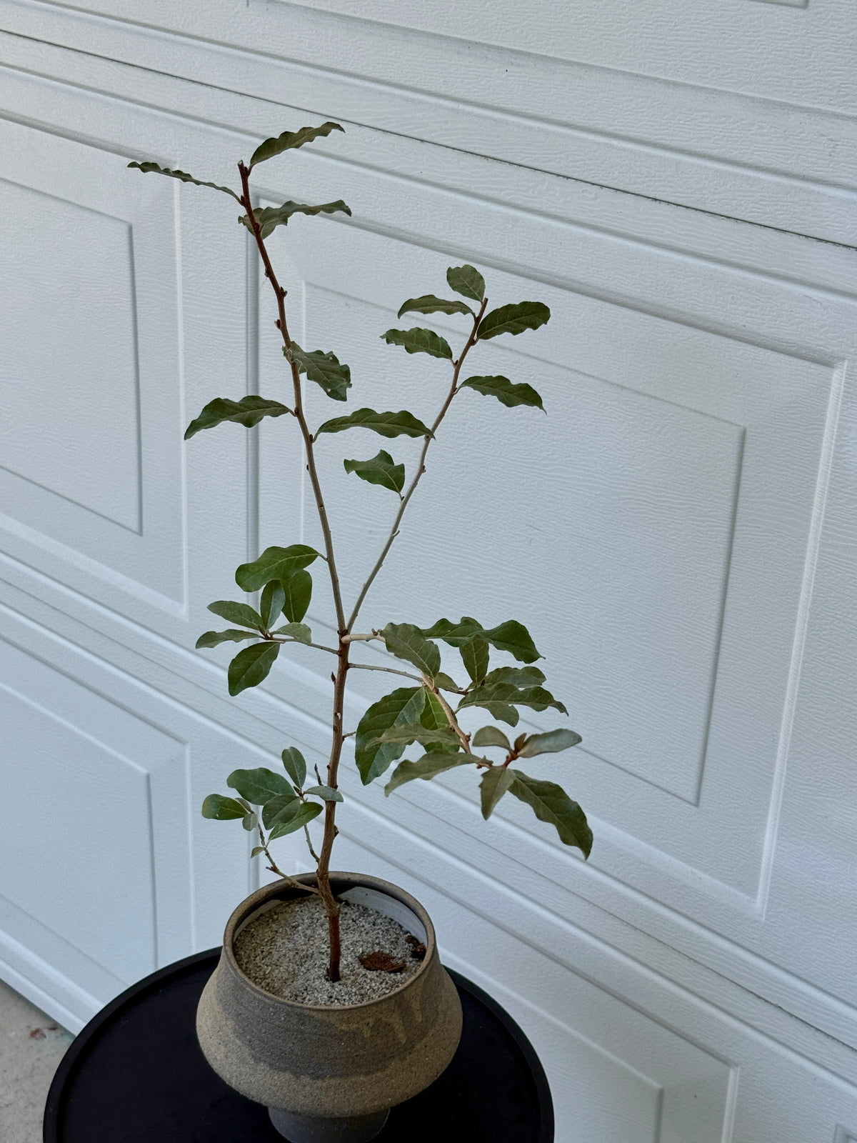Silver Berry Composition