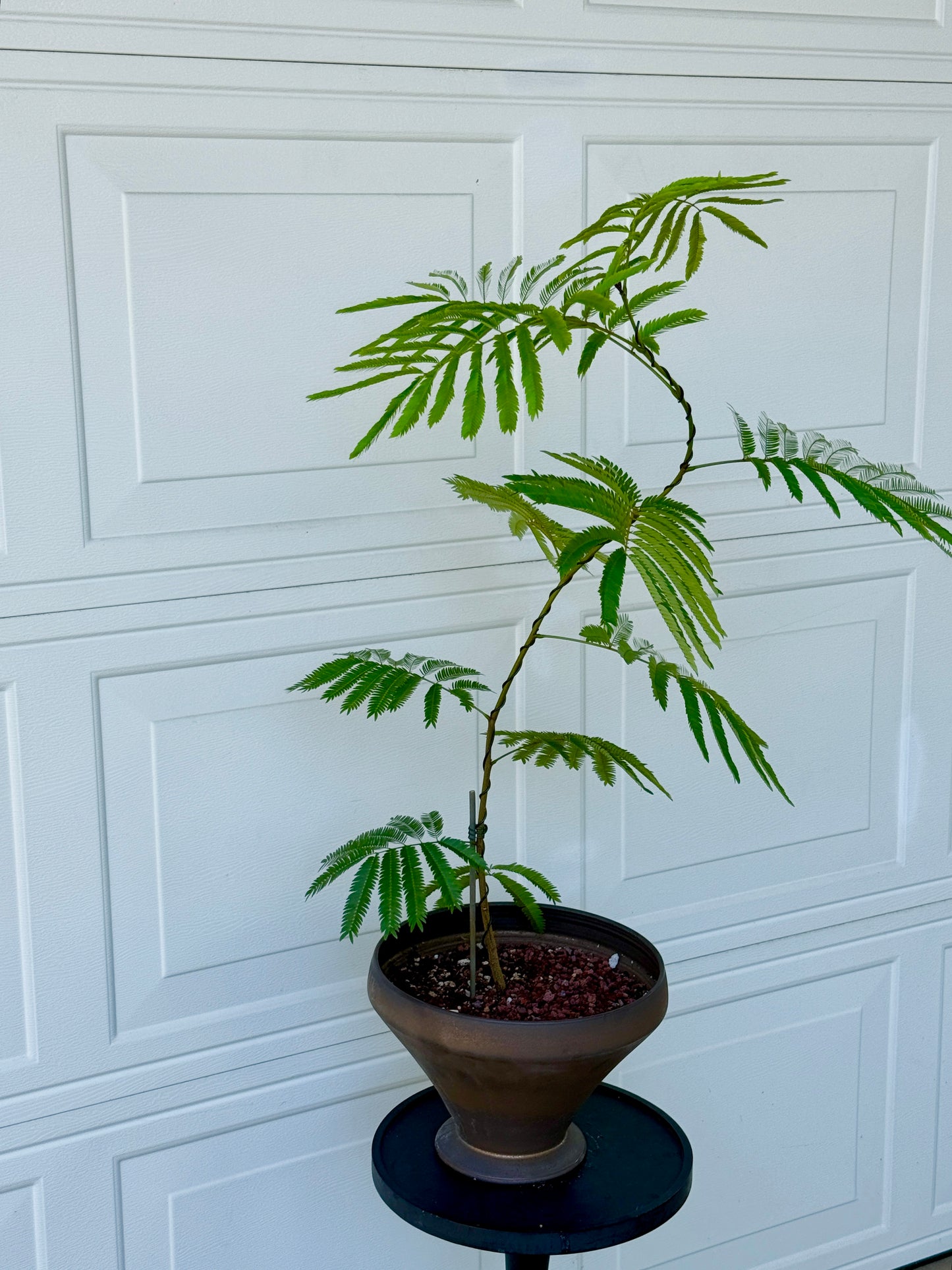 Ever Fresh Tree Composition