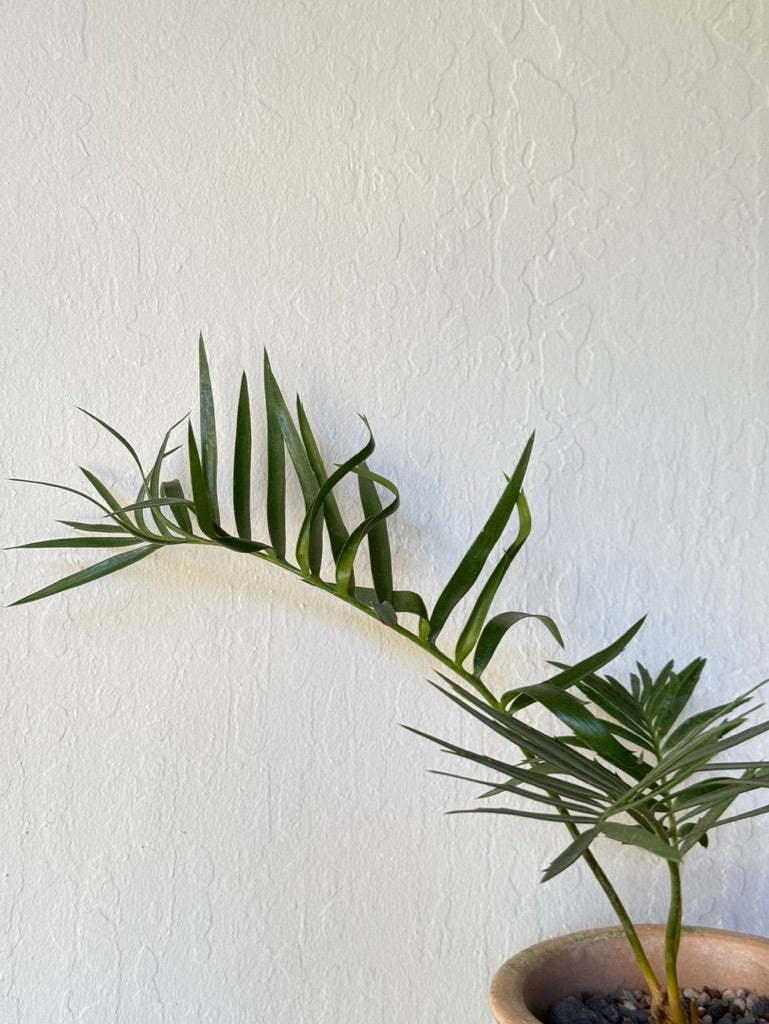 Longifolius Joubertina Blue Cycad