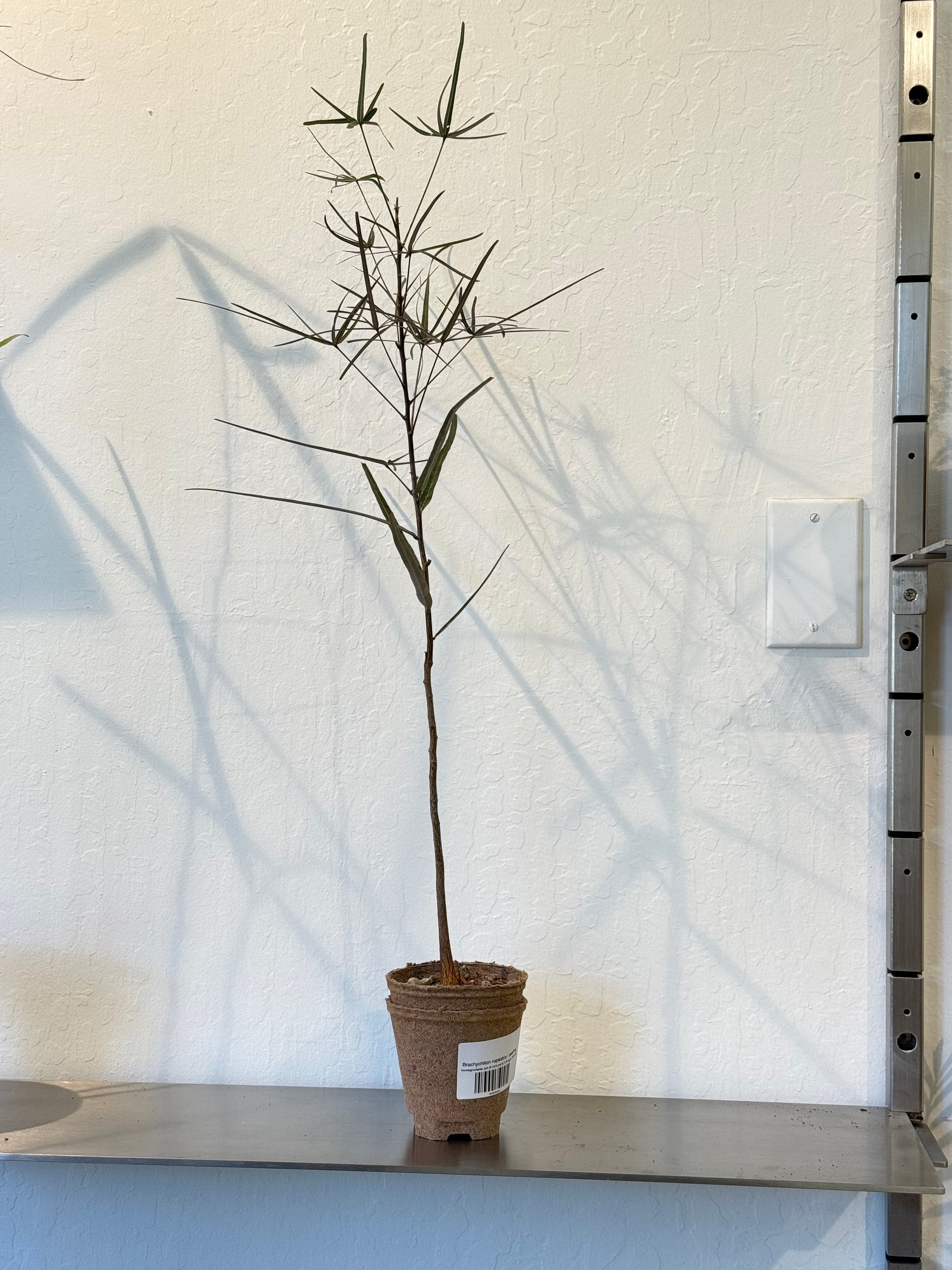 Brachychiton rupestris - seeding  Ti Tree Plants