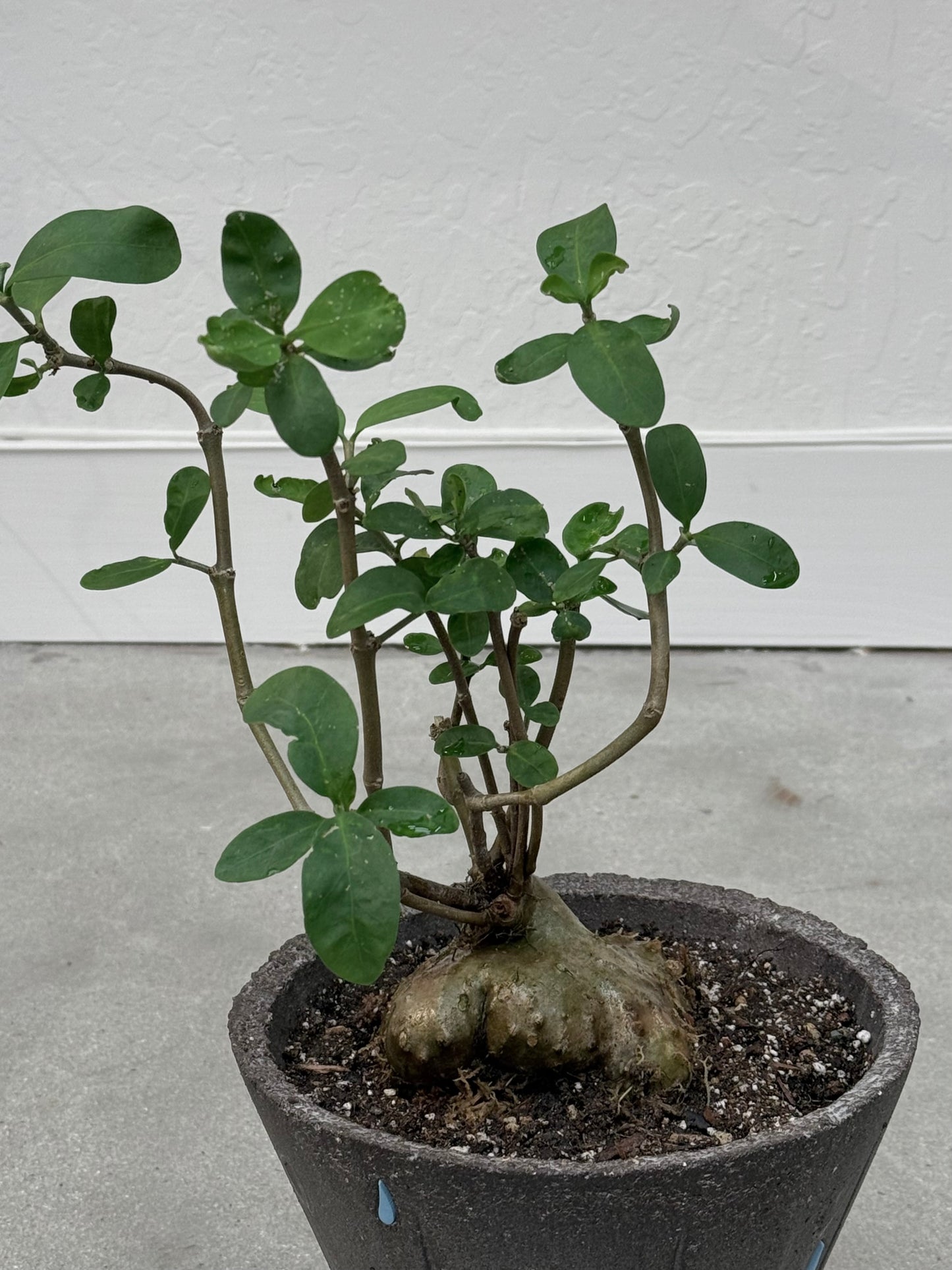 Hydnophytum Formicarum / "Ant Plant"  in Pouring Rain Pot- Rare Found