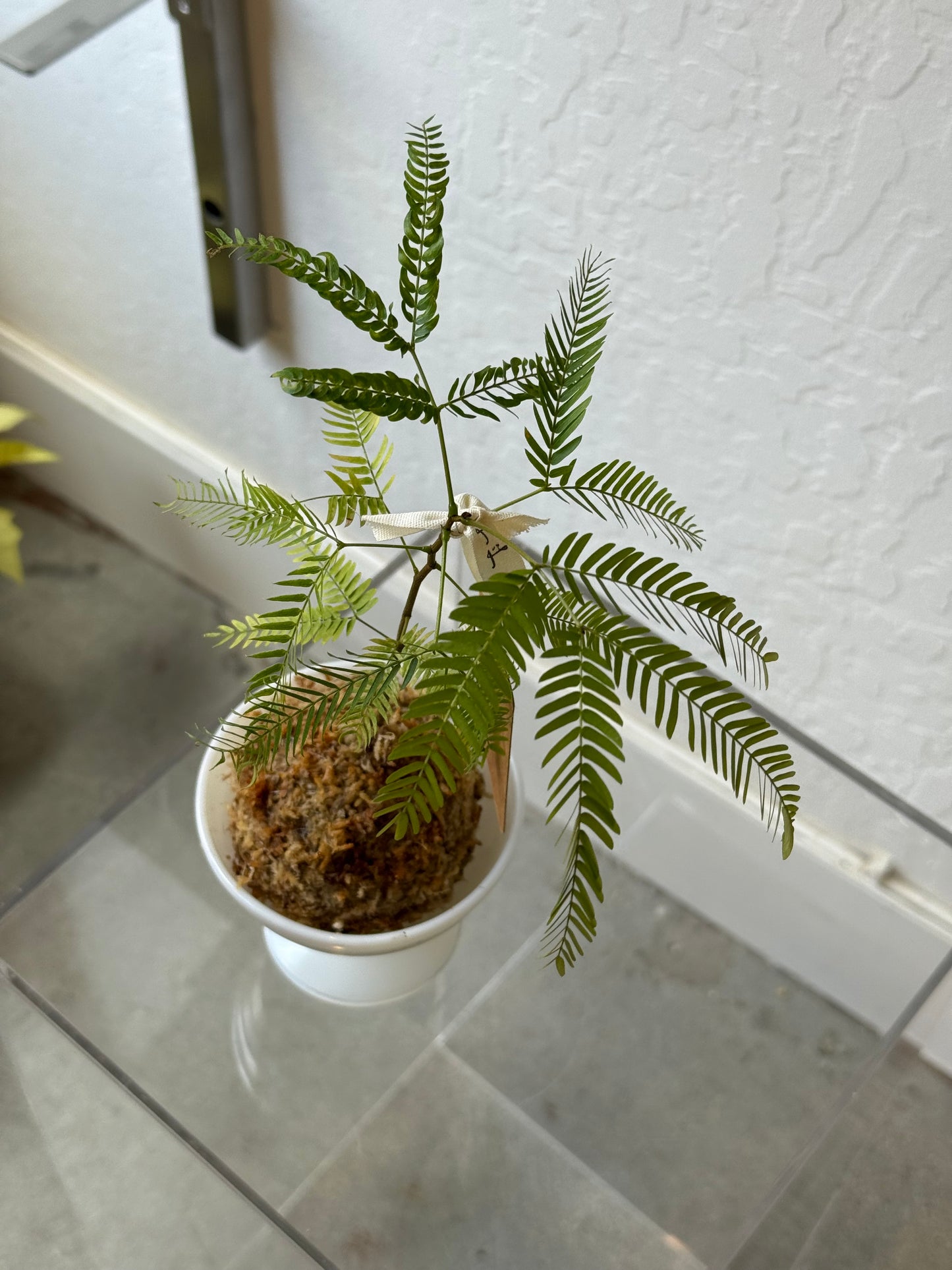 Cojoba Arborea