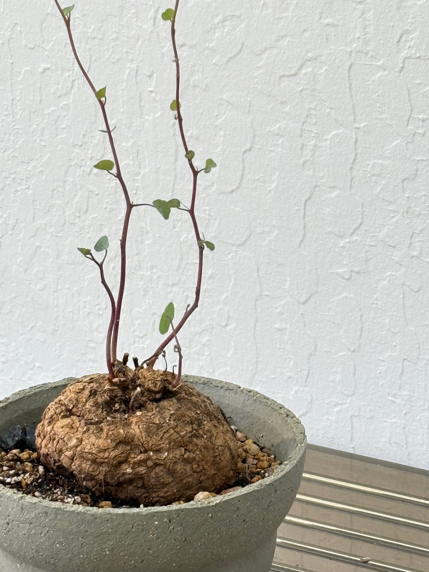 Stephania Yunnanensis in HQM cloud pot