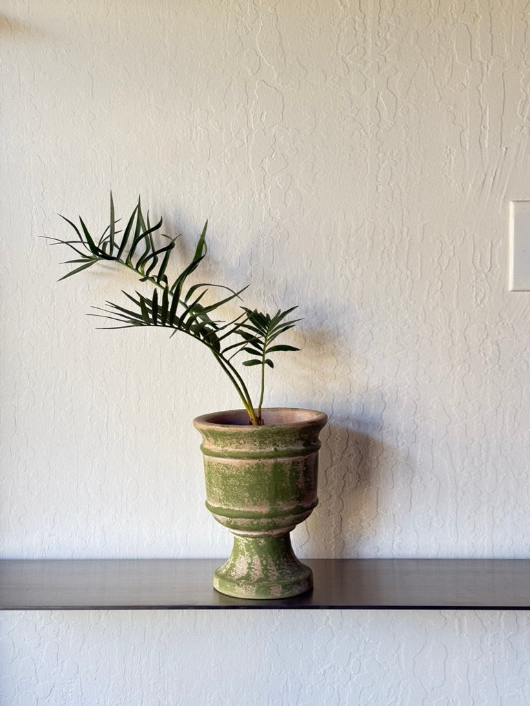Longifolius Joubertina Blue Cycad