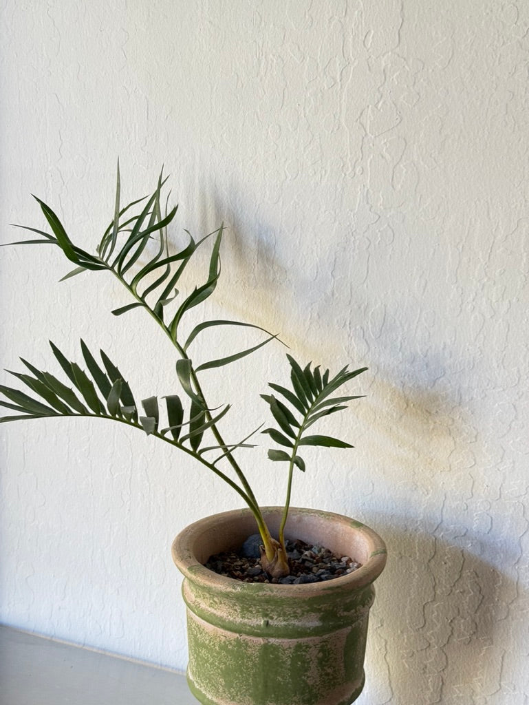 Longifolius Joubertina Blue Cycad