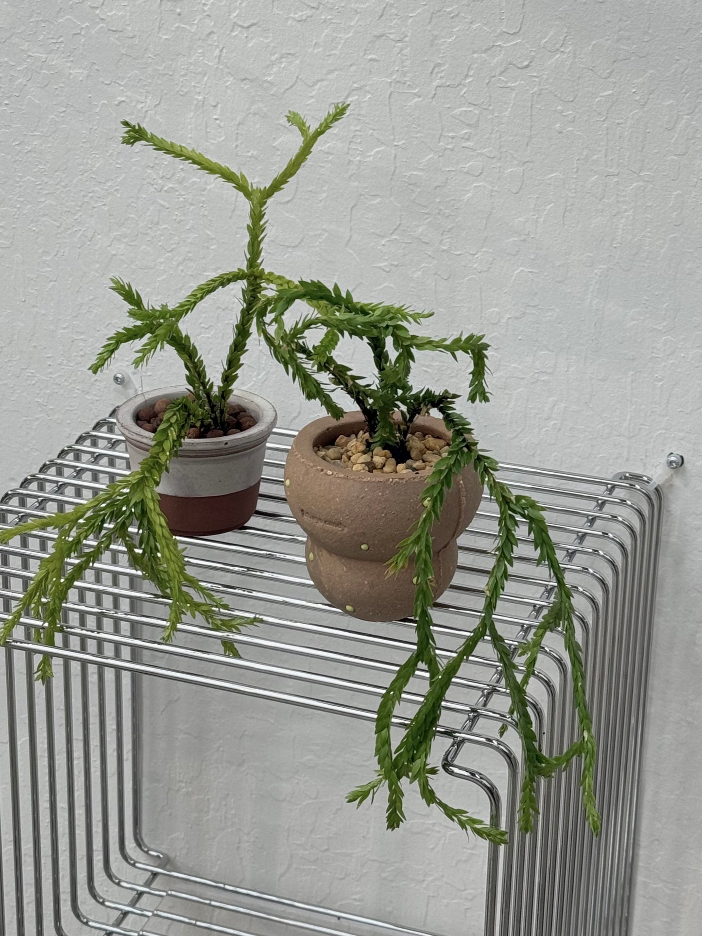 Huperzia sp. ‘Triangle Frond’ in "Bagel" Pot