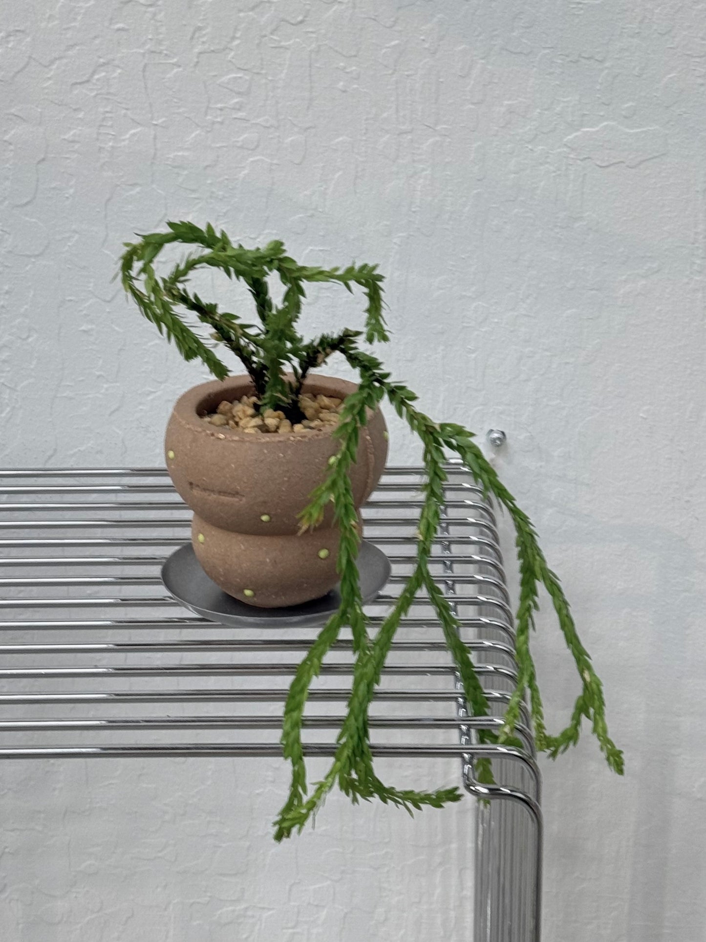 Huperzia sp. ‘Triangle Frond’ in "Bagel" Pot