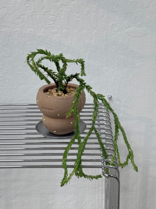 Huperzia sp. ‘Triangle Frond’ in "Bagel" Pot