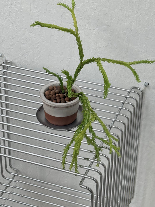 Huperzia sp. ‘Triangle Frond’ in Frosting Pot