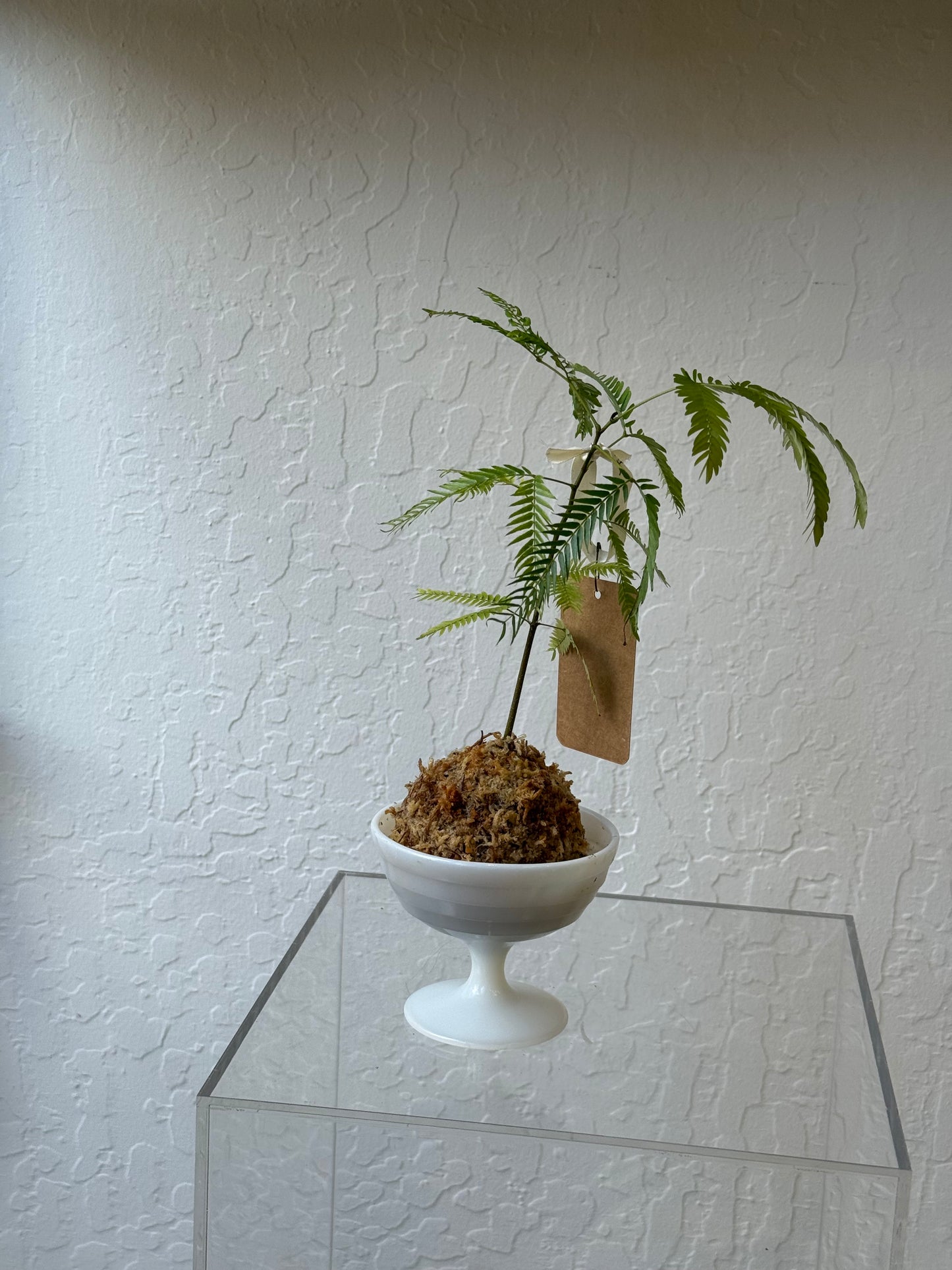 Cojoba Arborea