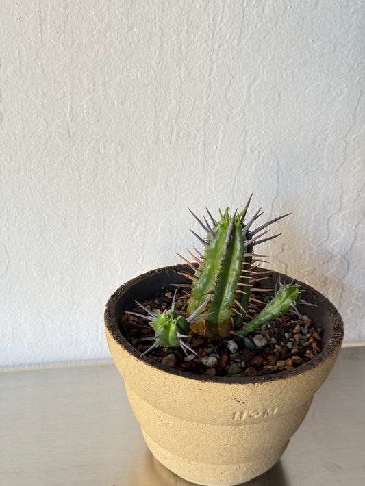 Euphorbia enopla