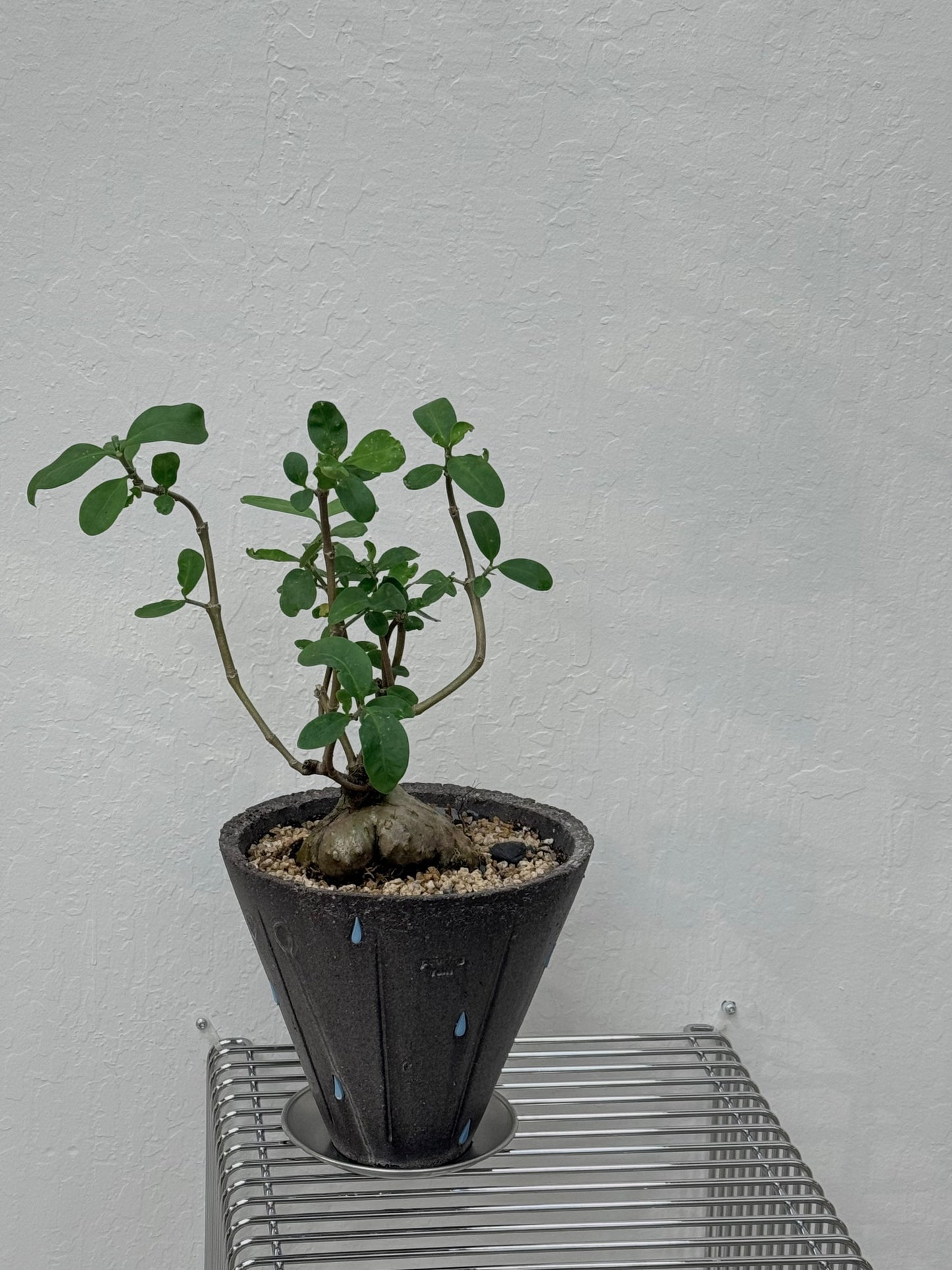 Hydnophytum Formicarum / "Ant Plant"  in Pouring Rain Pot- Rare Found