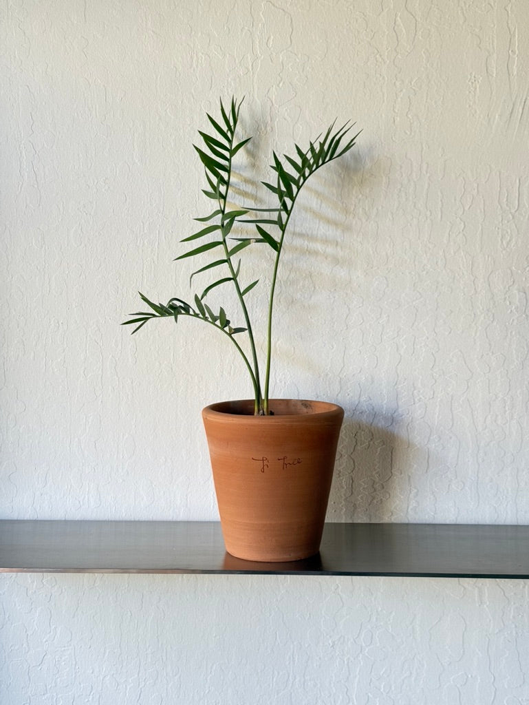 Longifolius Joubertina Blue Cycad