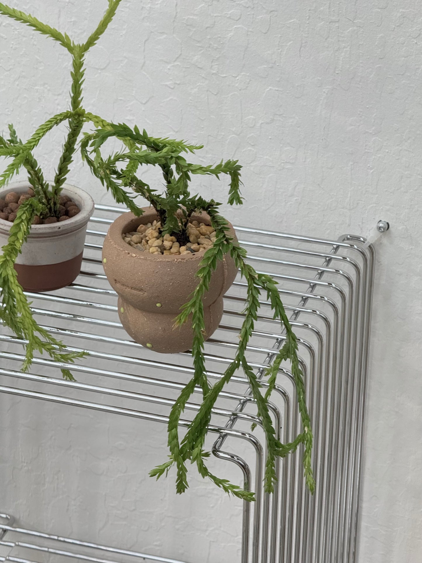 Huperzia sp. ‘Triangle Frond’ in "Bagel" Pot