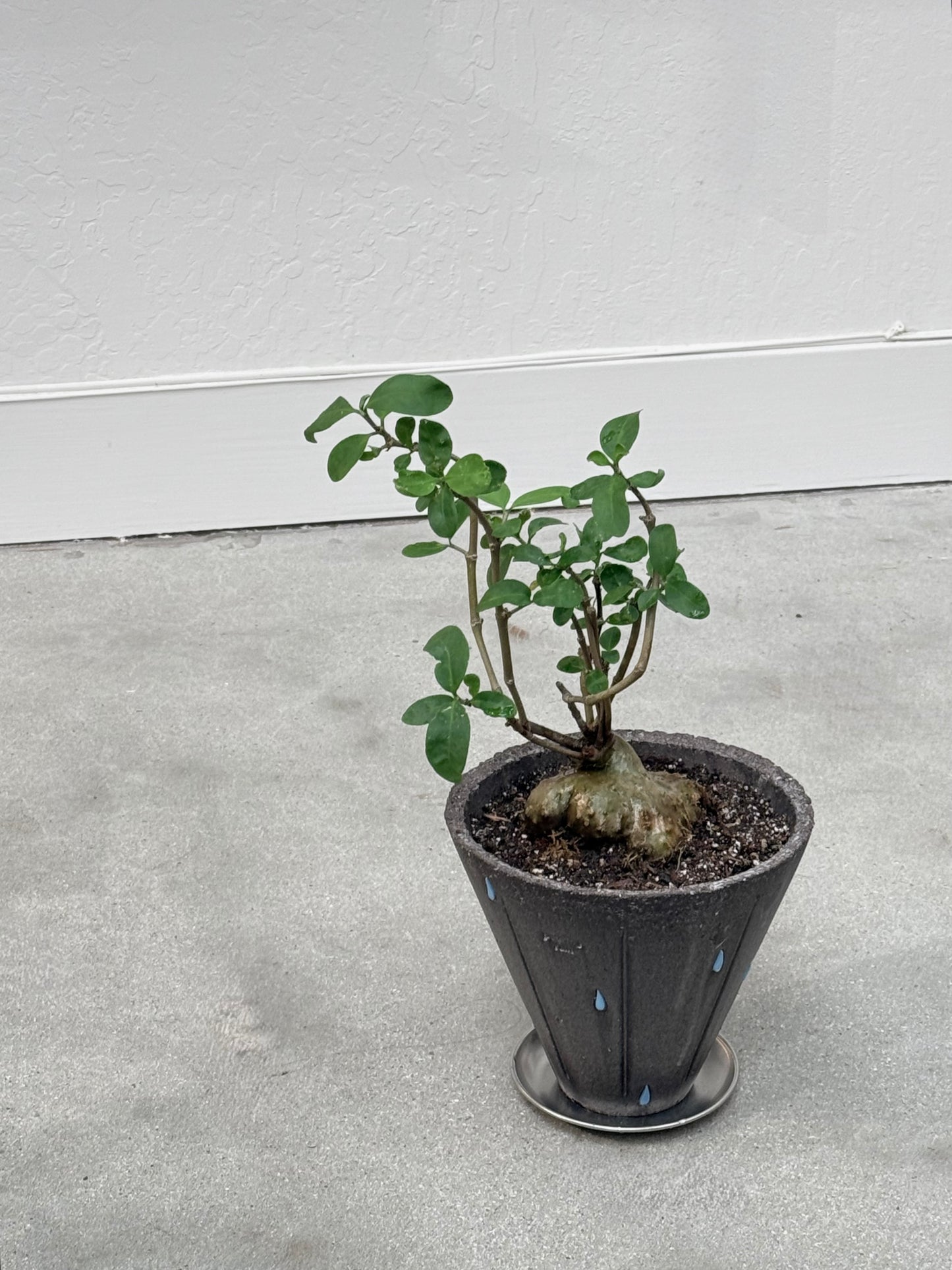 Hydnophytum Formicarum / "Ant Plant"  in Pouring Rain Pot- Rare Found