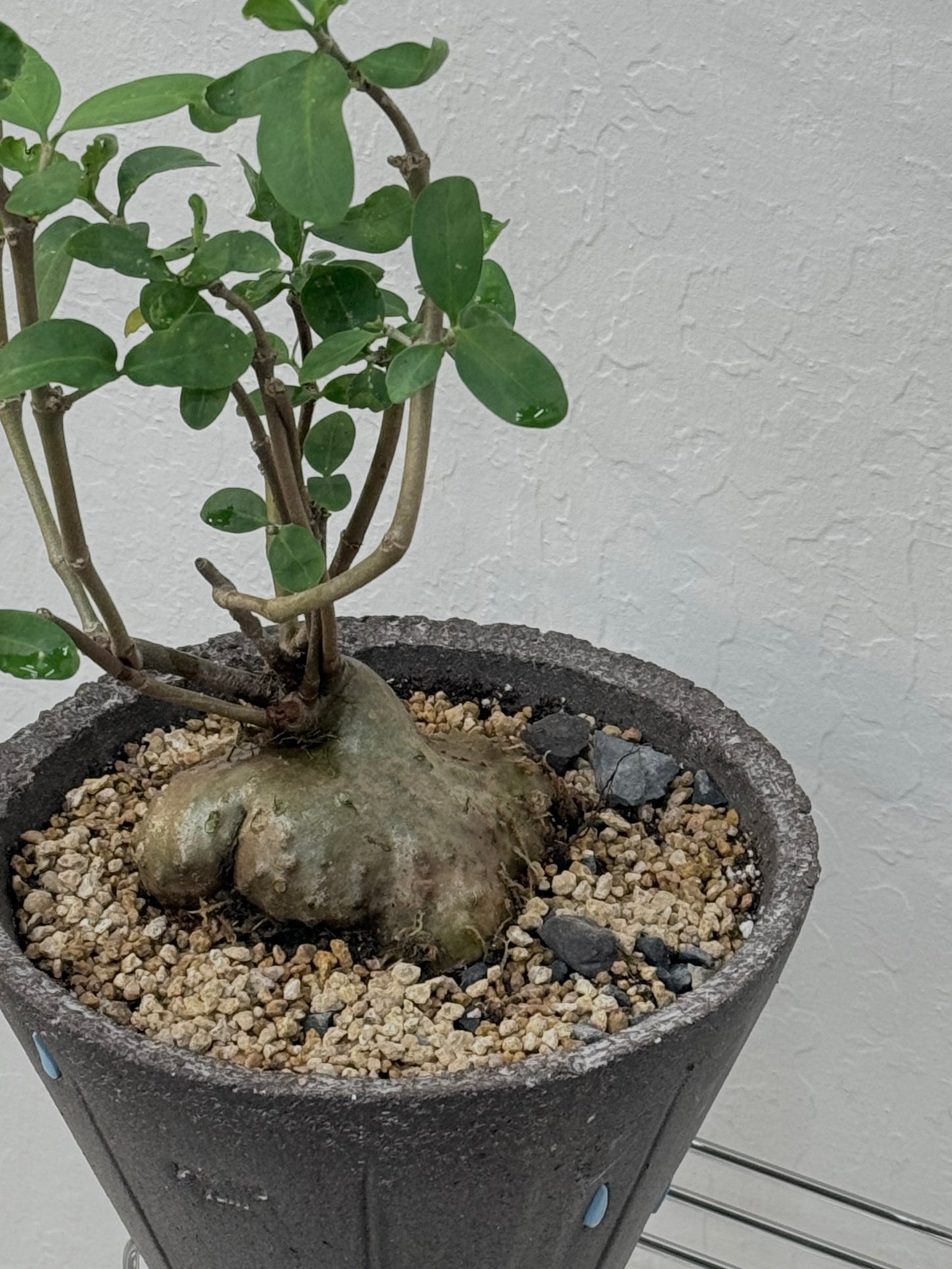 Hydnophytum Formicarum / "Ant Plant"  in Pouring Rain Pot- Rare Found