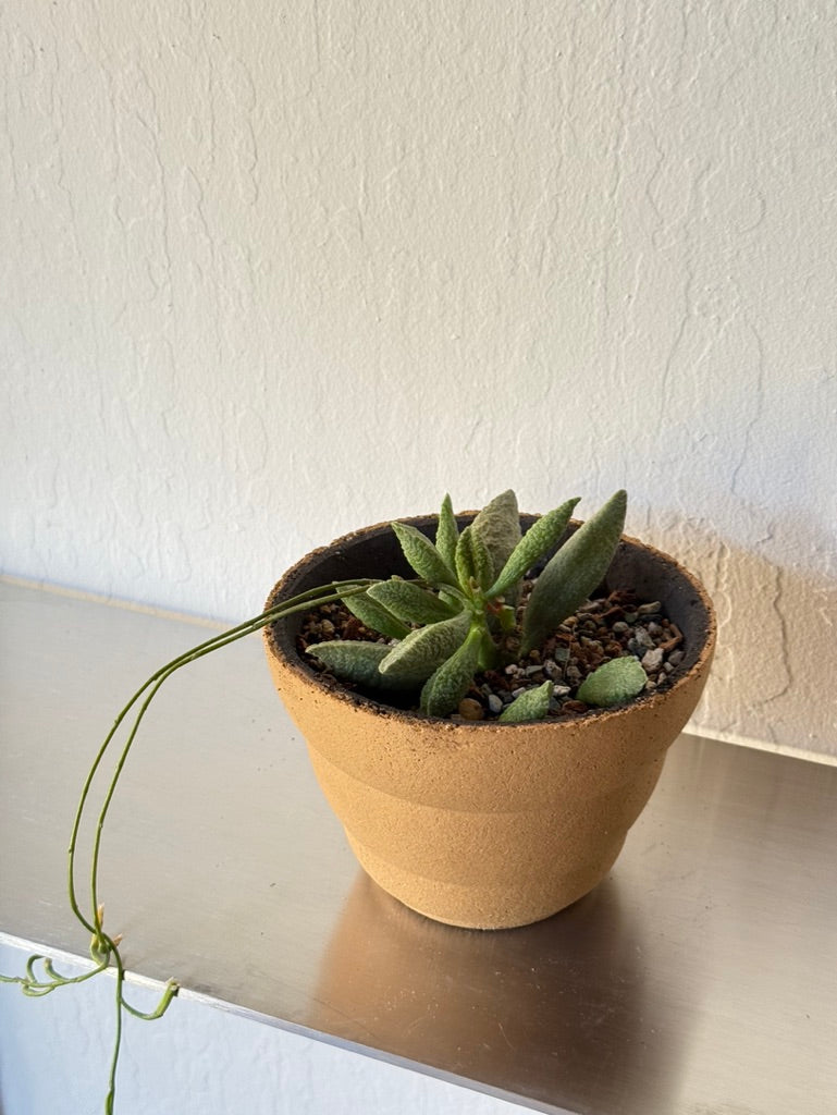 Adromischus Marianiae in Clouds Pot - rare found succulent