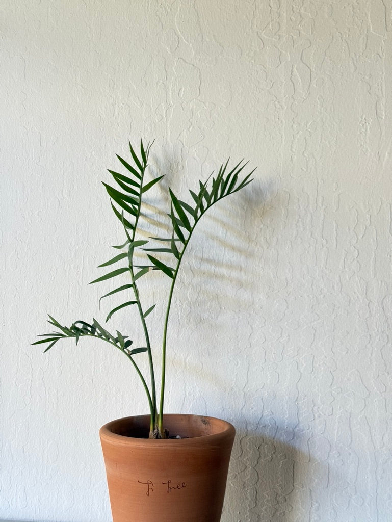 Longifolius Joubertina Blue Cycad