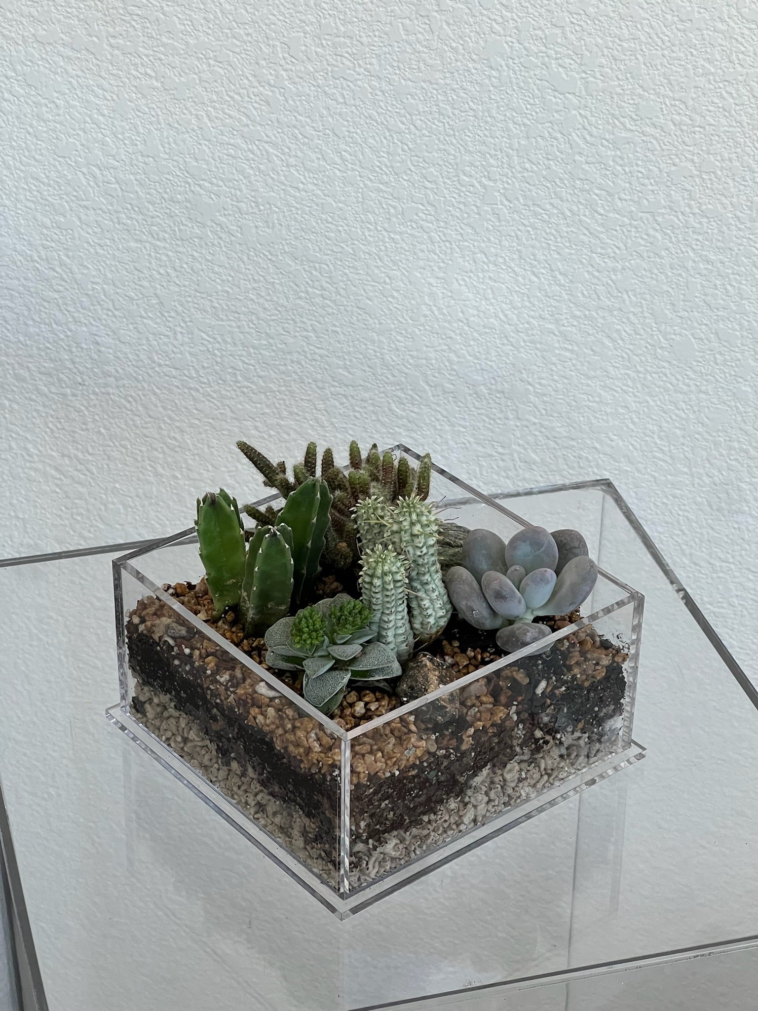 cactus and succulent terrarium Desert Enclosure Cactus Terrarium