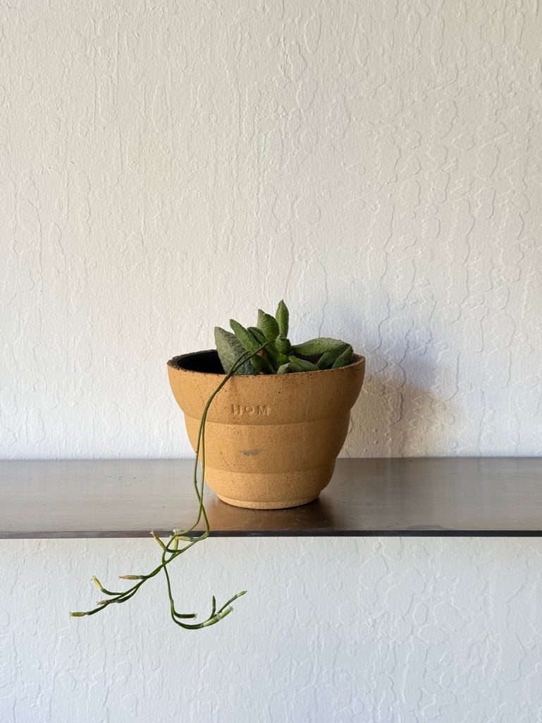 Adromischus Marianiae in Clouds Pot - rare found succulent
