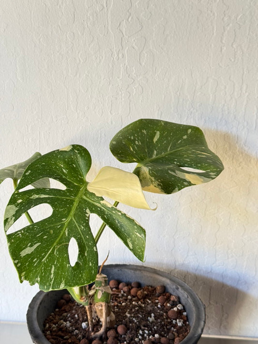 Monstera Thai Constellation