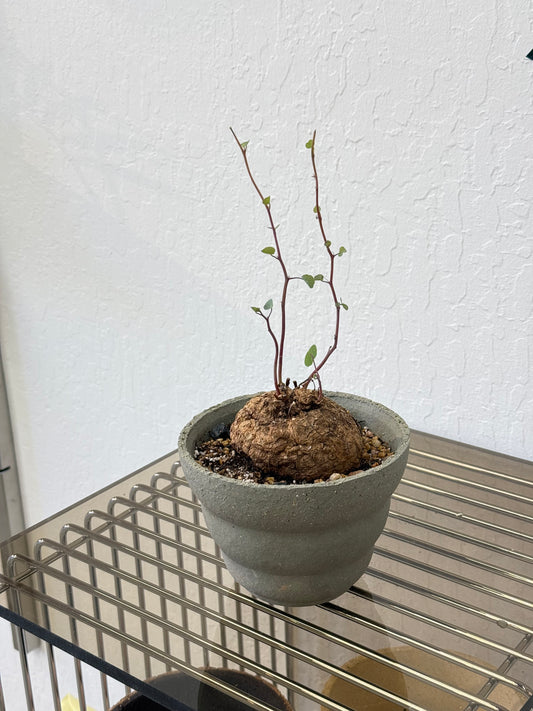 Stephania Yunnanensis in HQM cloud pot