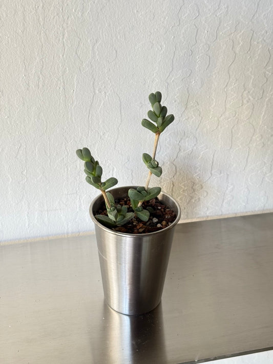 Ice Plant Succulent in Stainless Steel Cup