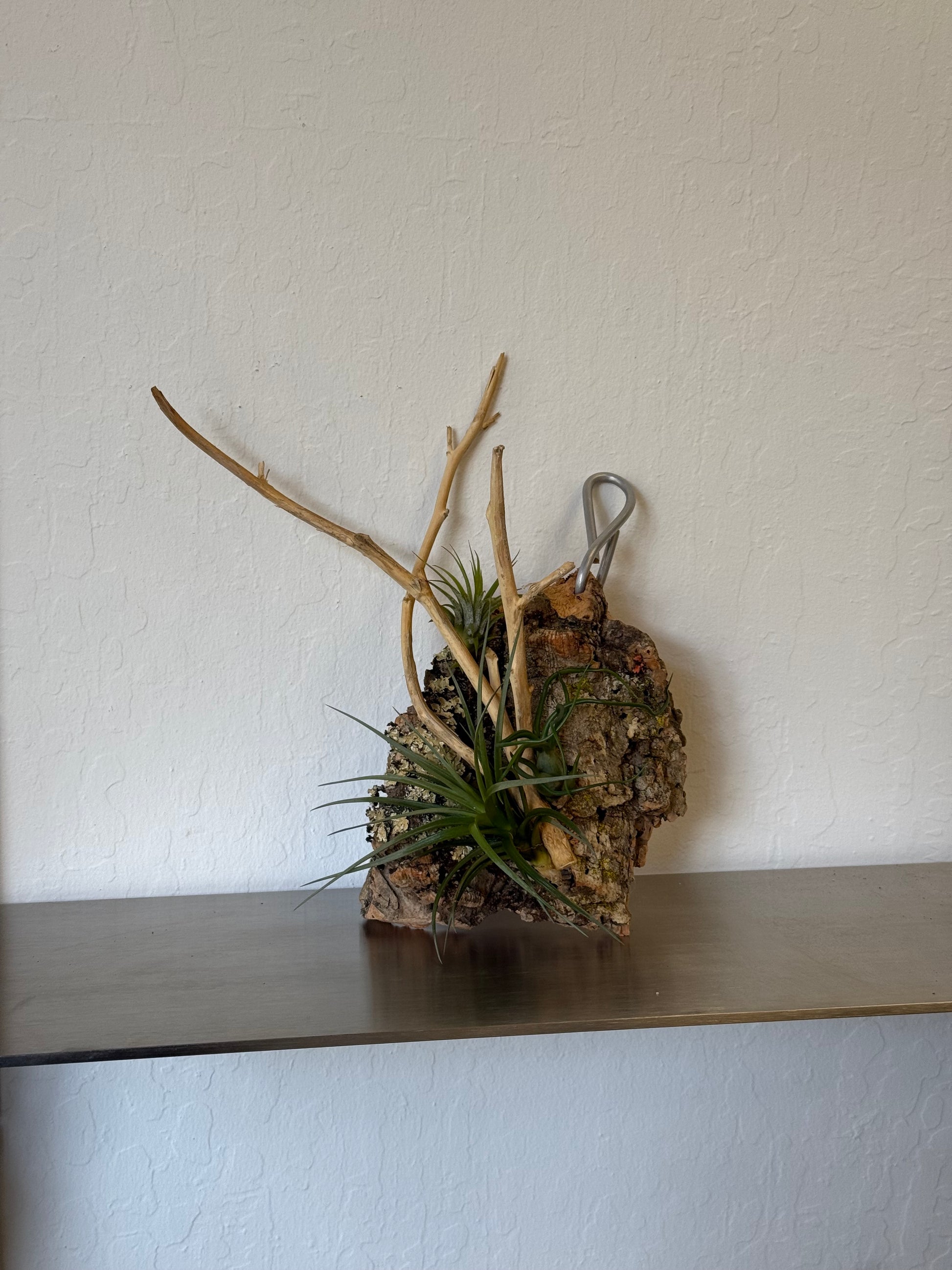 air plant board Air plants board